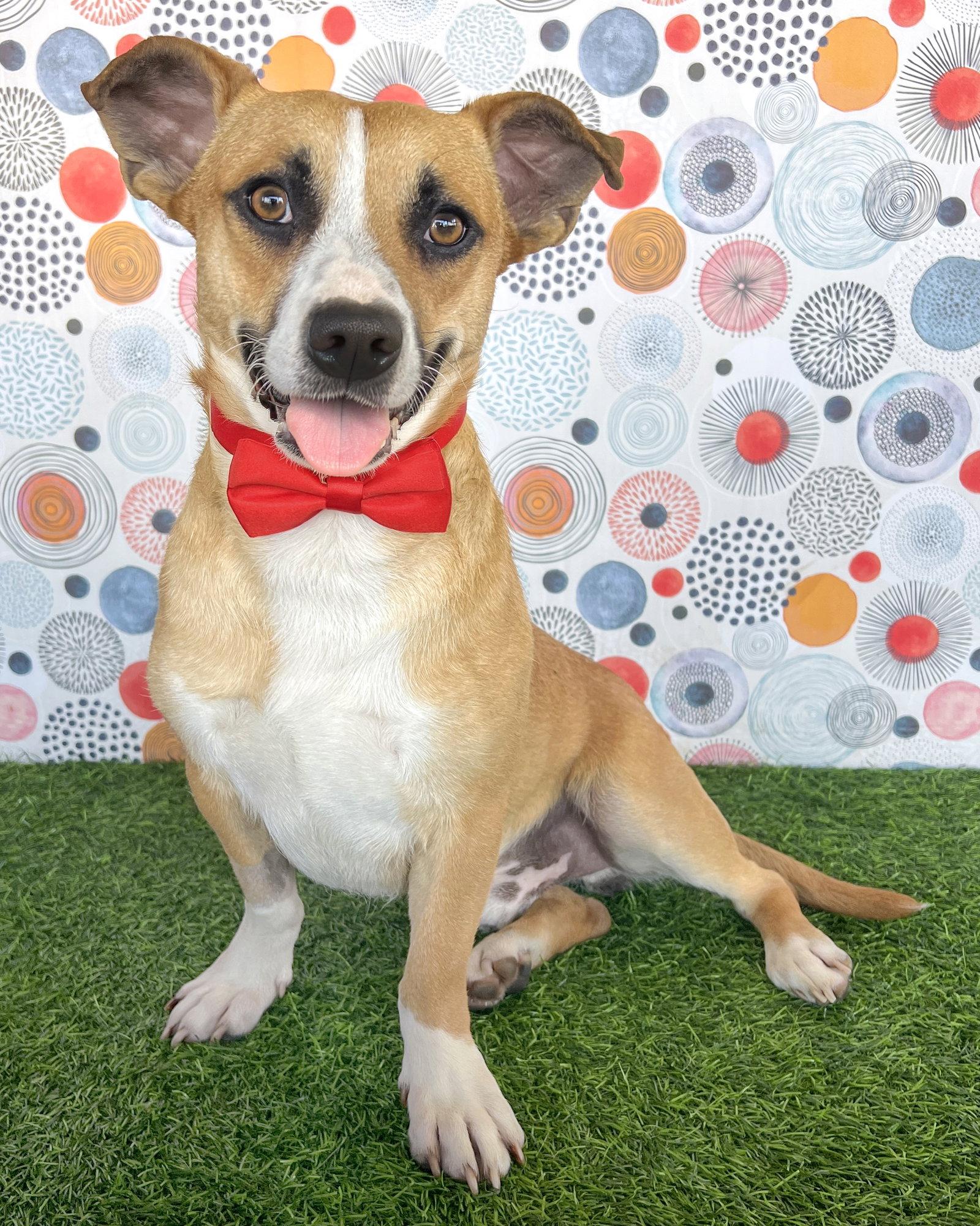 Enlarge Sully, a Adoptable mixed breed in Corona, CA image 3/3