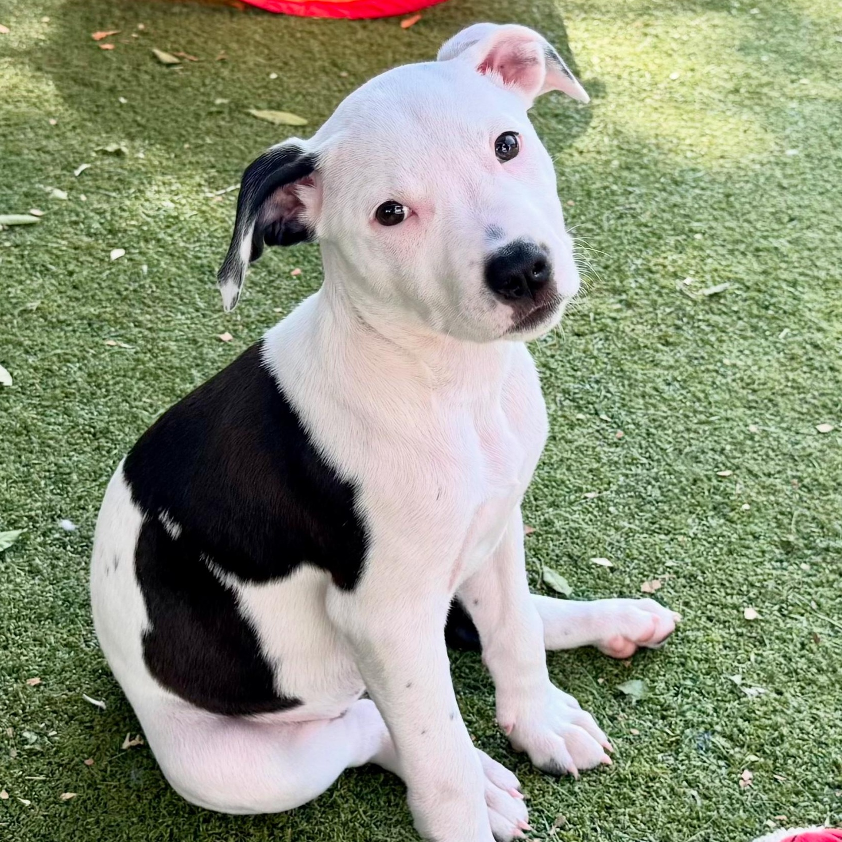 This magical little puppy is Una named so because she was found solo on the side of the street by