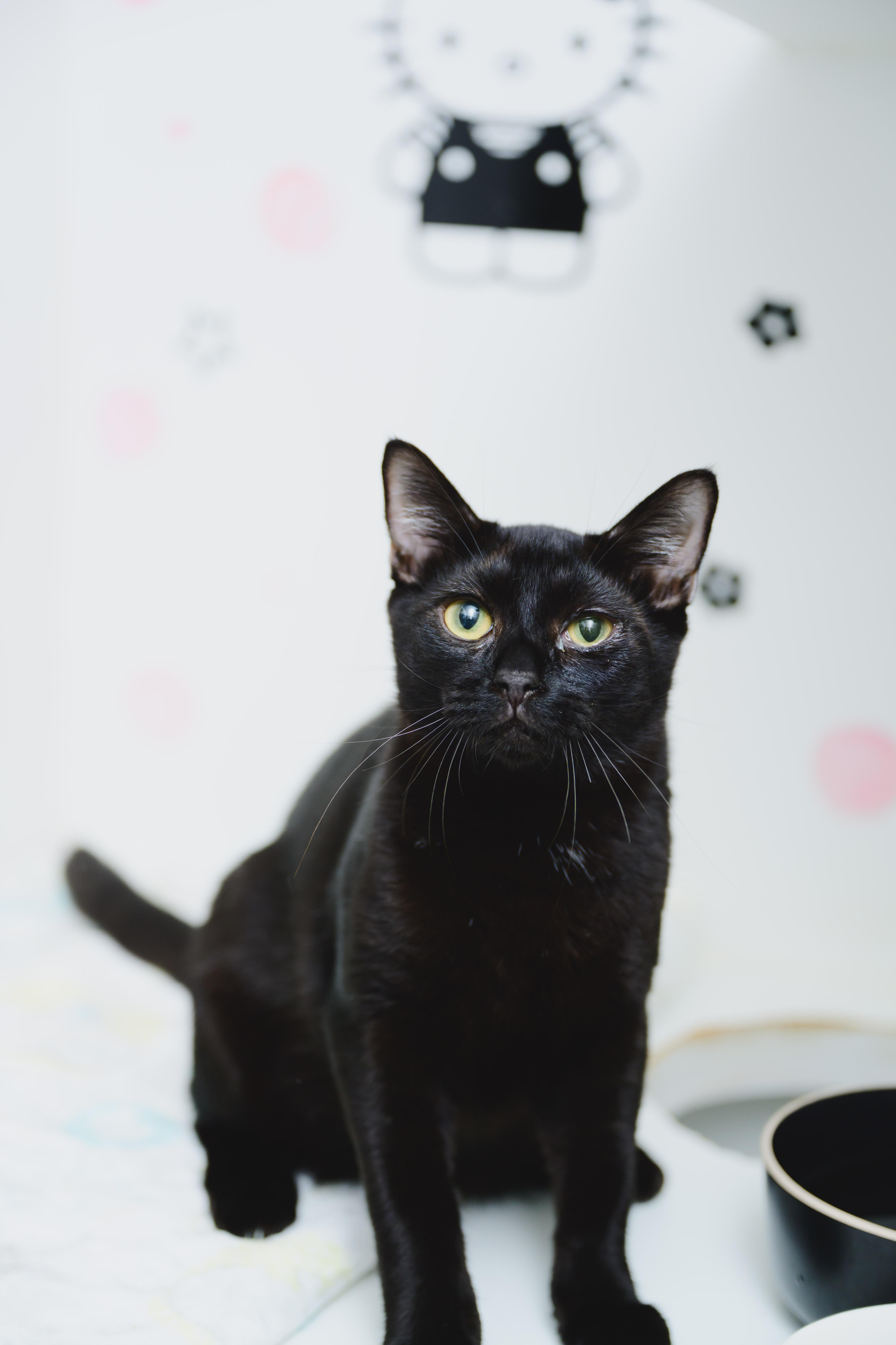 Enlarge Dunkaroo, a Adopted Domestic Short Hair in Honolulu, HI image 1/6