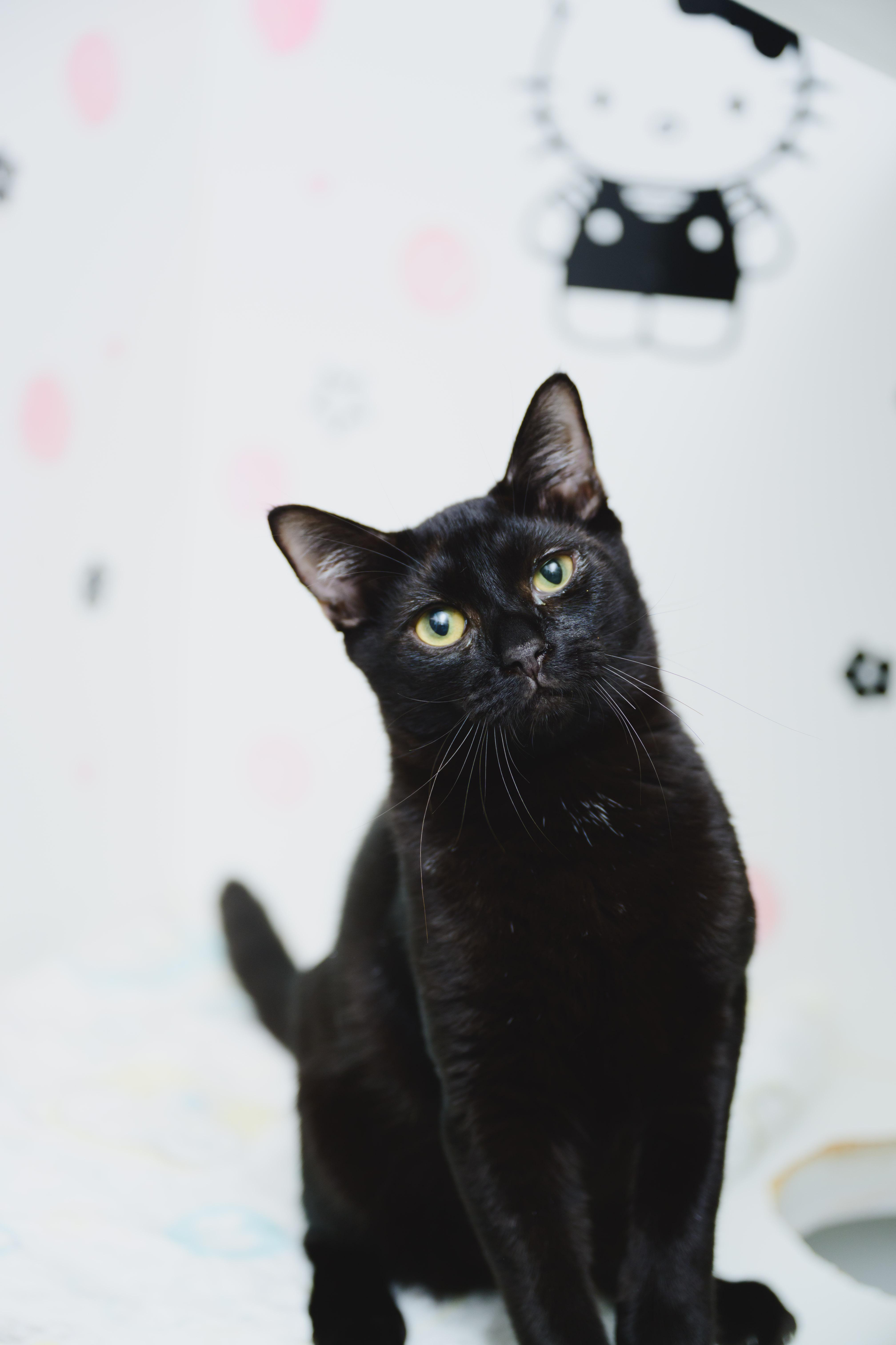 Enlarge Dunkaroo, a Adopted Domestic Short Hair in Honolulu, HI image 2/6