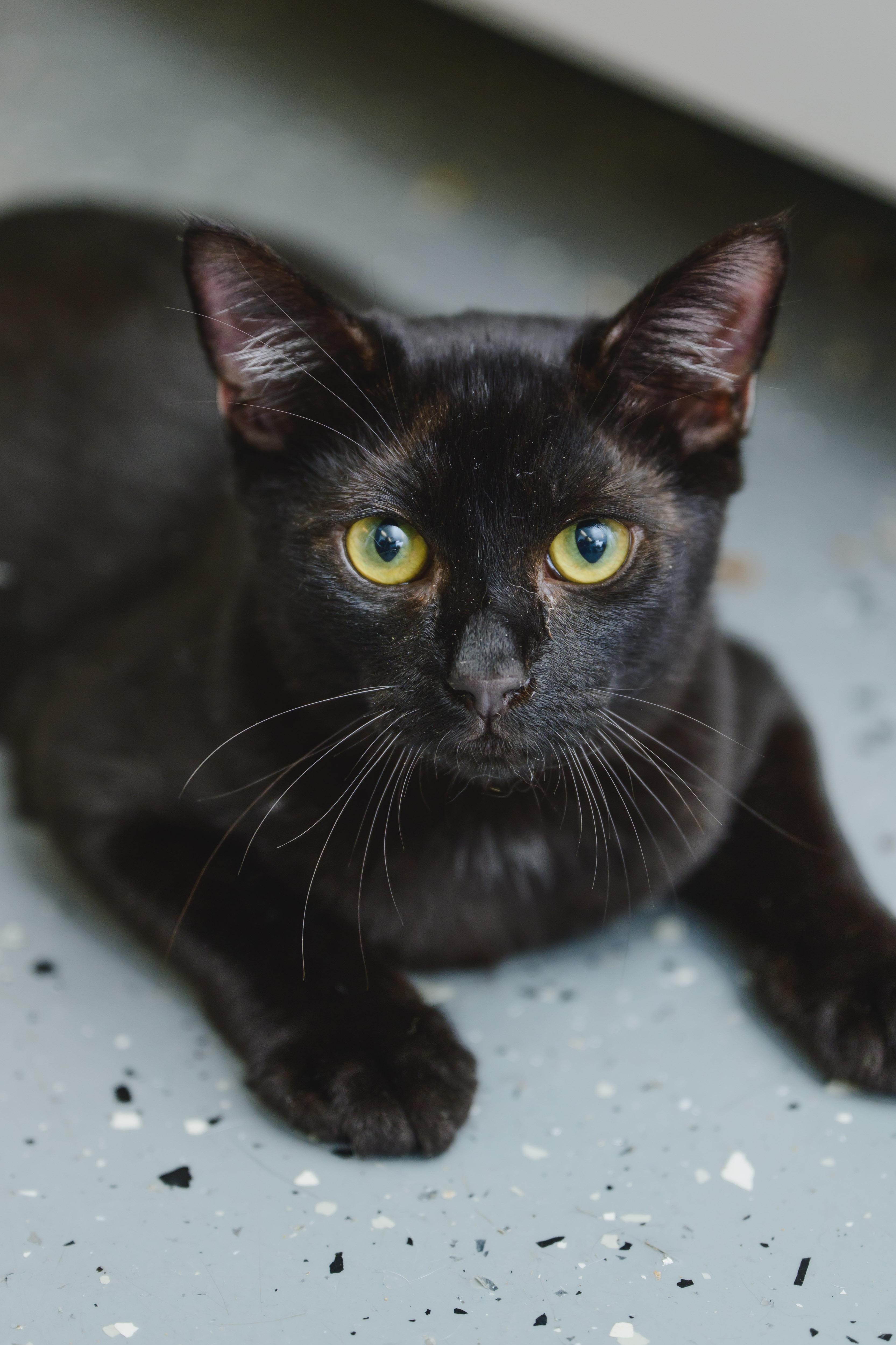 Enlarge Dunkaroo, a Adopted Domestic Short Hair in Honolulu, HI image 3/6
