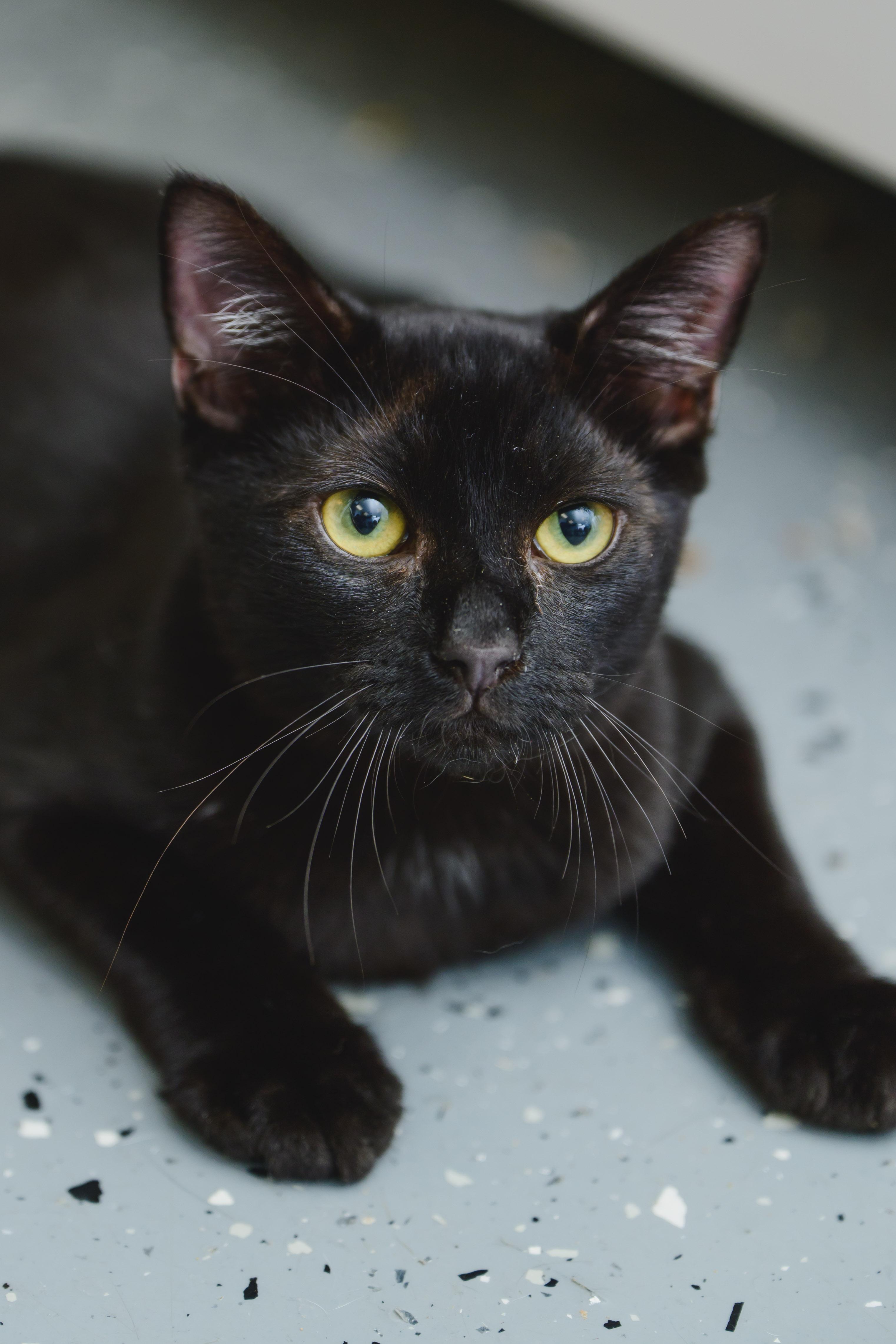 Enlarge Dunkaroo, a Adopted Domestic Short Hair in Honolulu, HI image 4/6