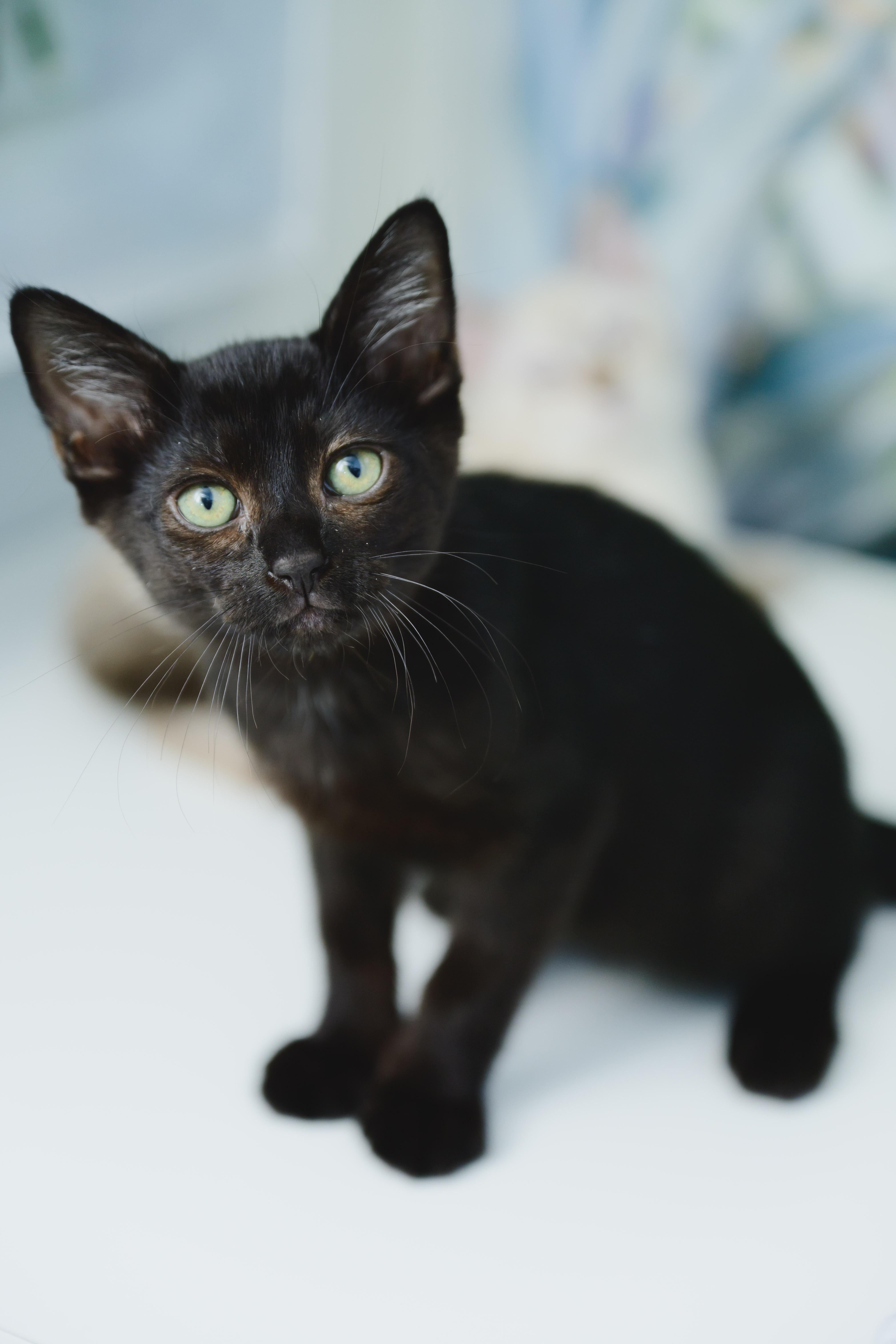 Enlarge Dunkaroo, a Adopted Domestic Short Hair in Honolulu, HI image 5/6