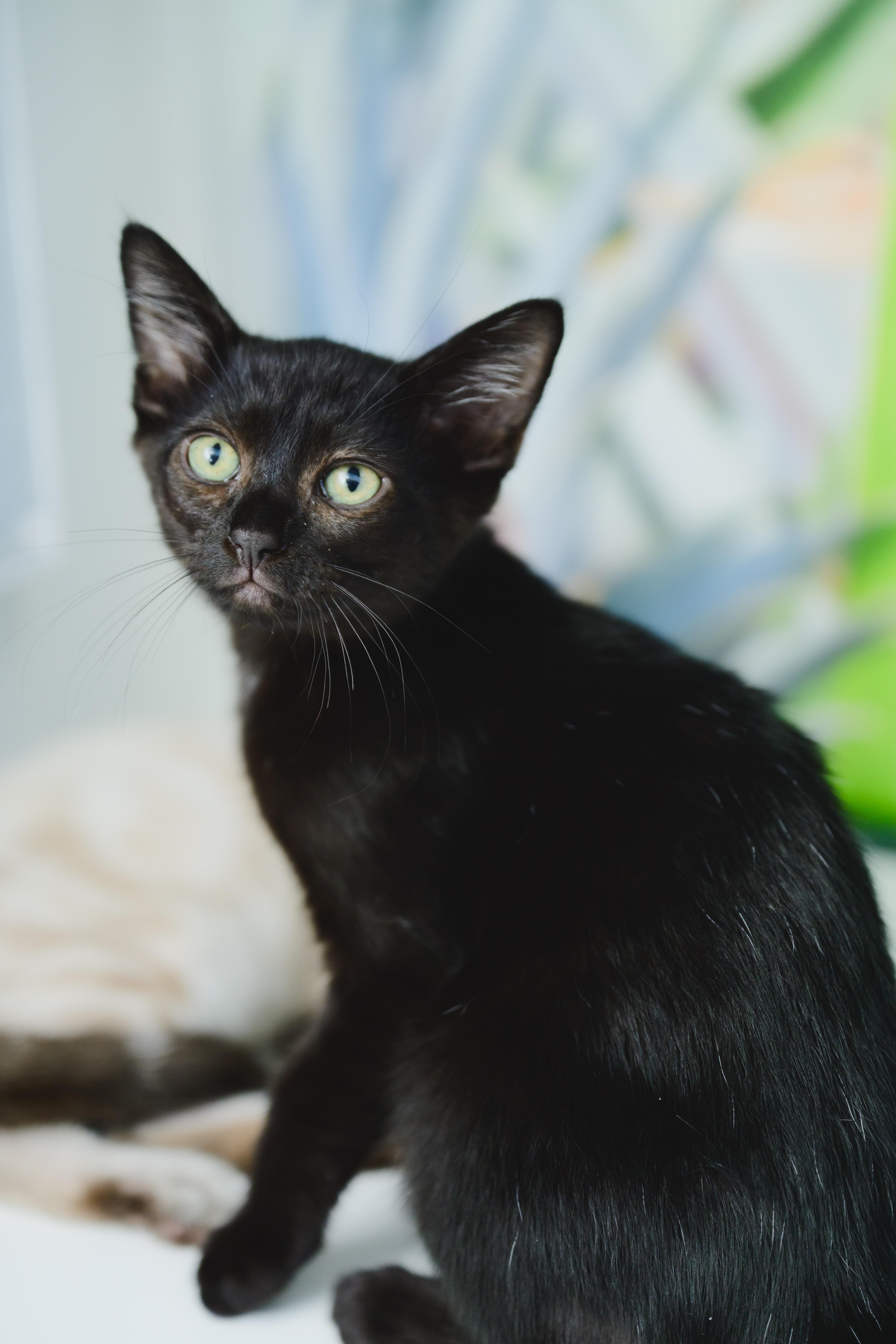 Enlarge Dunkaroo, a Adopted Domestic Short Hair in Honolulu, HI image 6/6