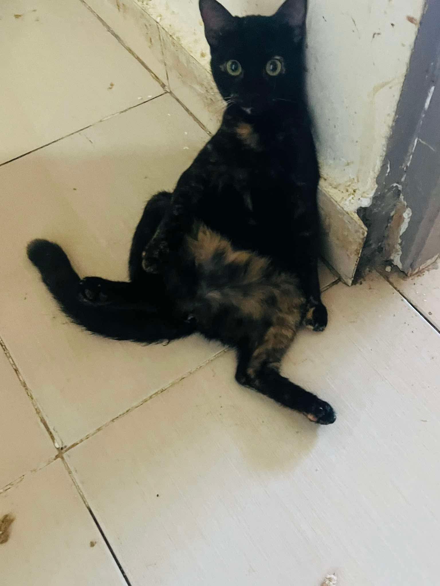 Many Kittens Dog friendly