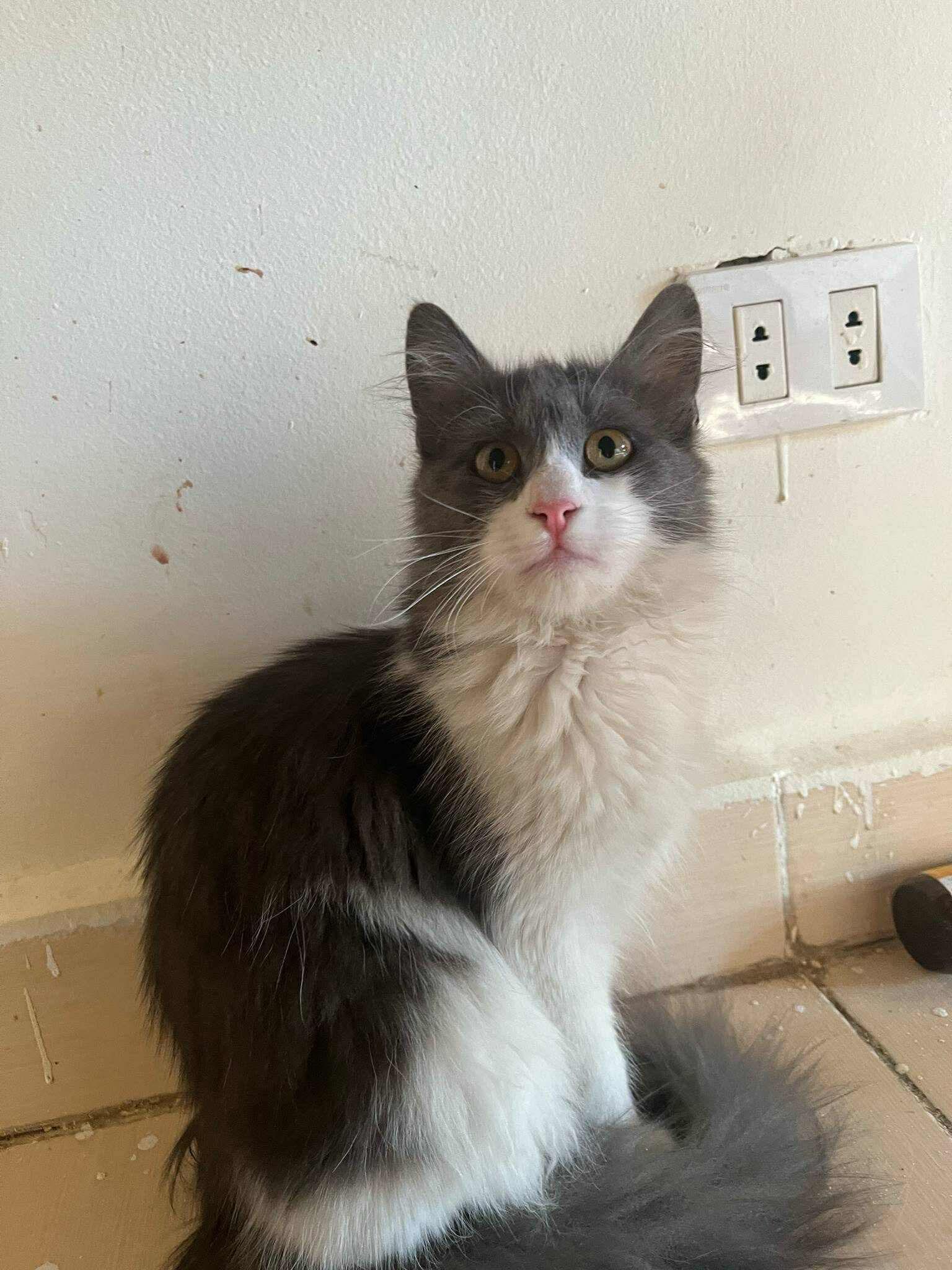 Many Kittens Dog friendly