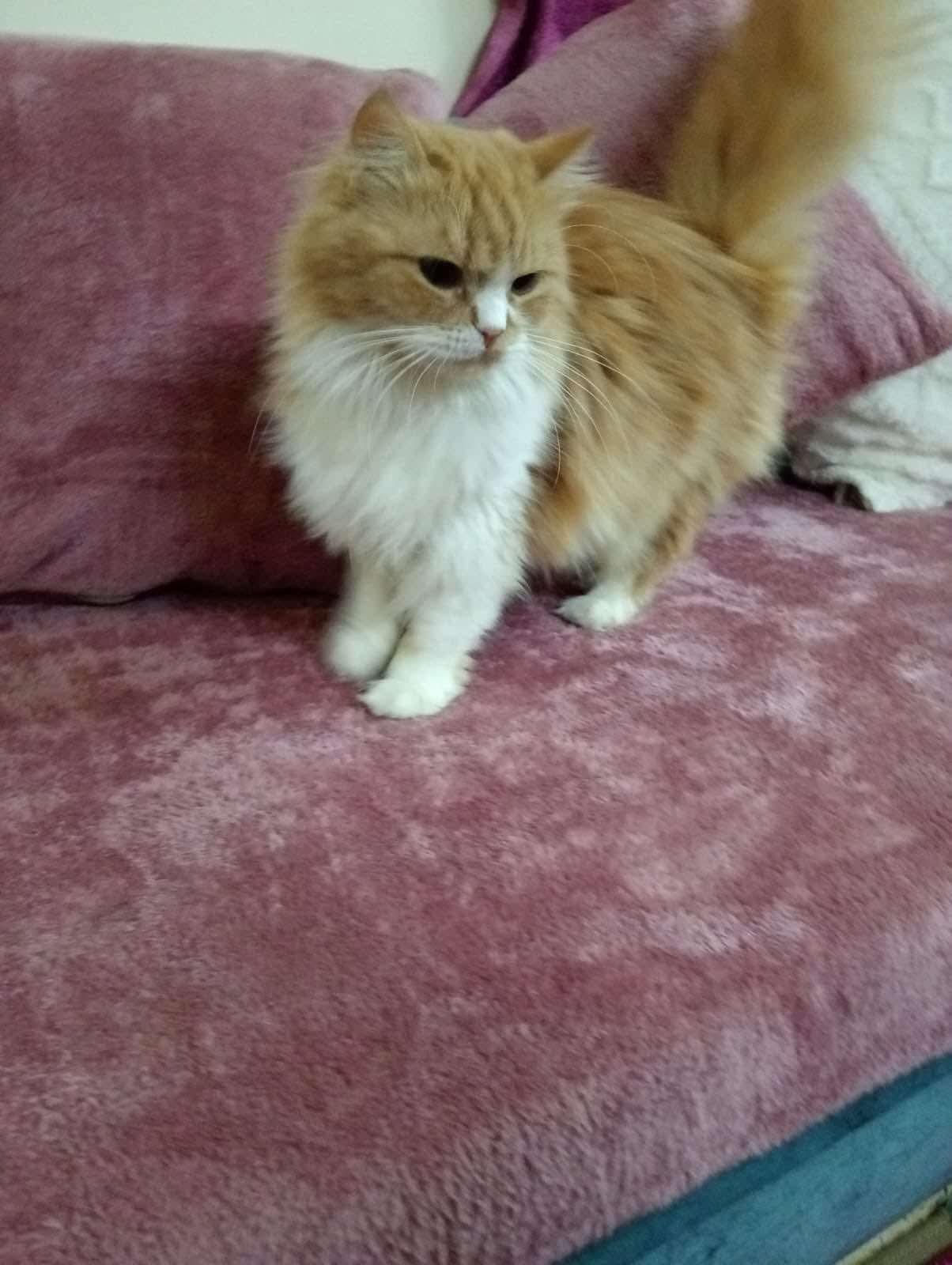 Many Kittens Dog friendly