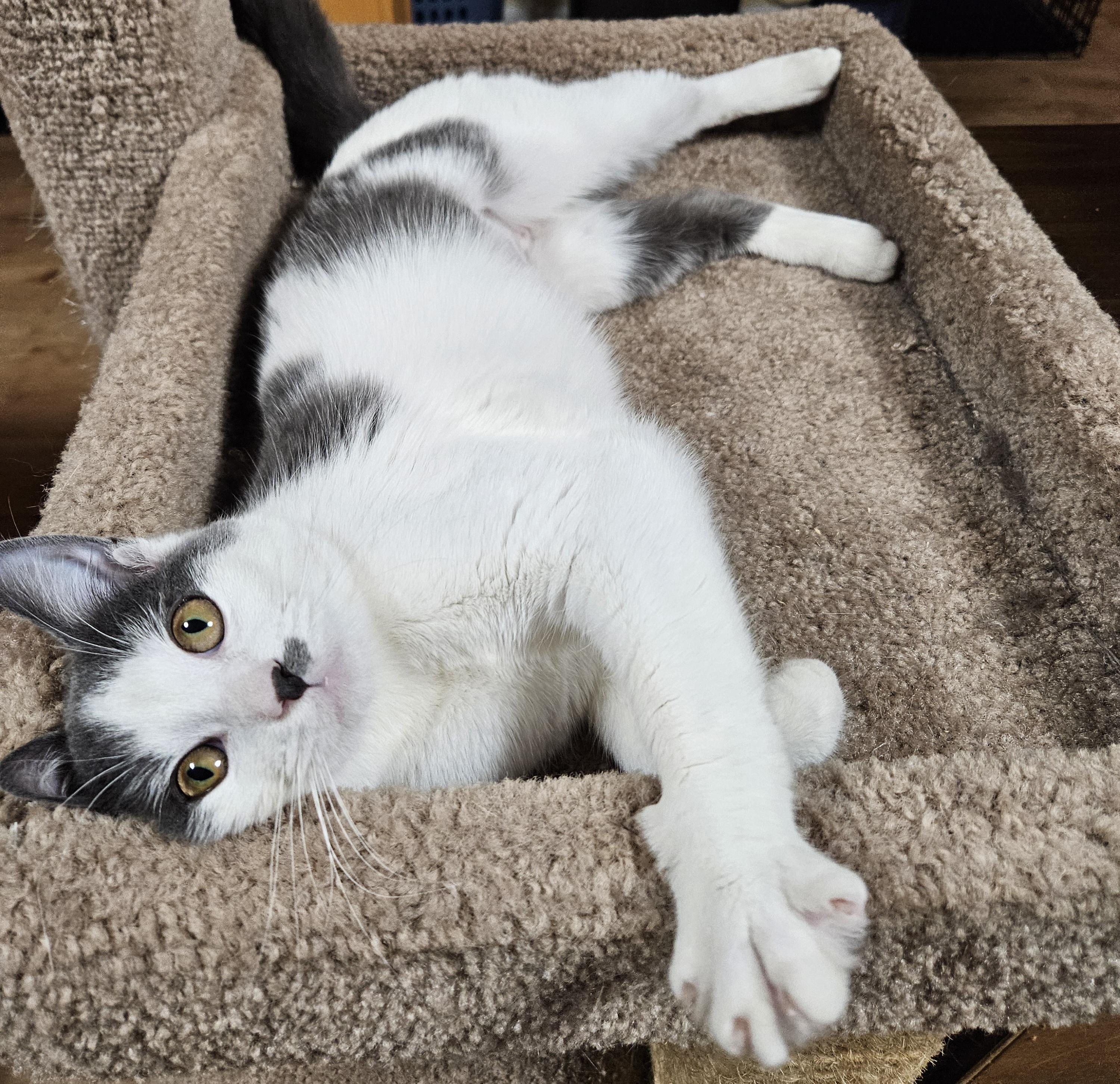 Enlarge Tabitha-FRIENDLY!, a ADOPTABLE mixed breed in Manchester, CT image 1/3