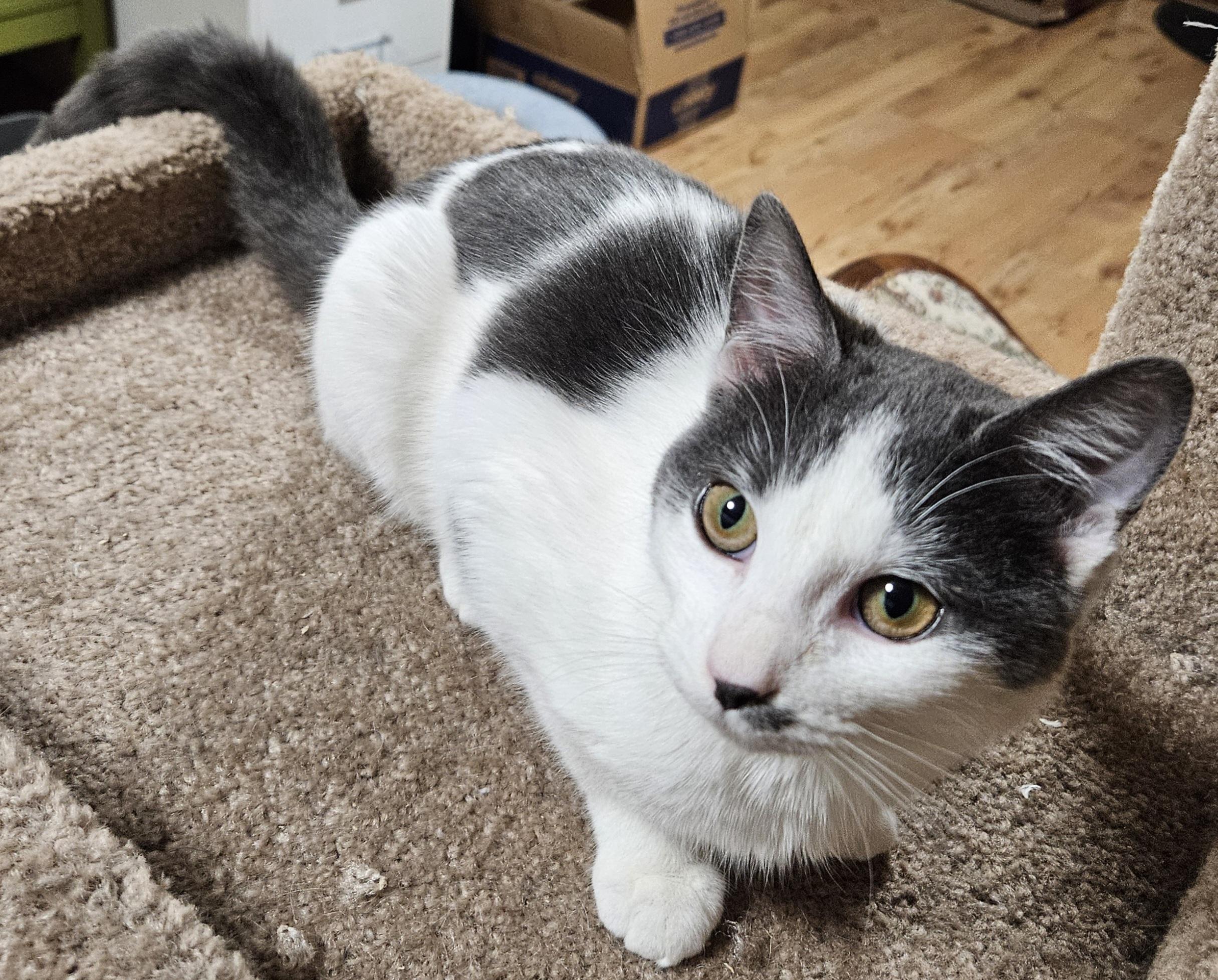 Enlarge Tabitha-FRIENDLY!, a ADOPTABLE mixed breed in Manchester, CT image 3/3