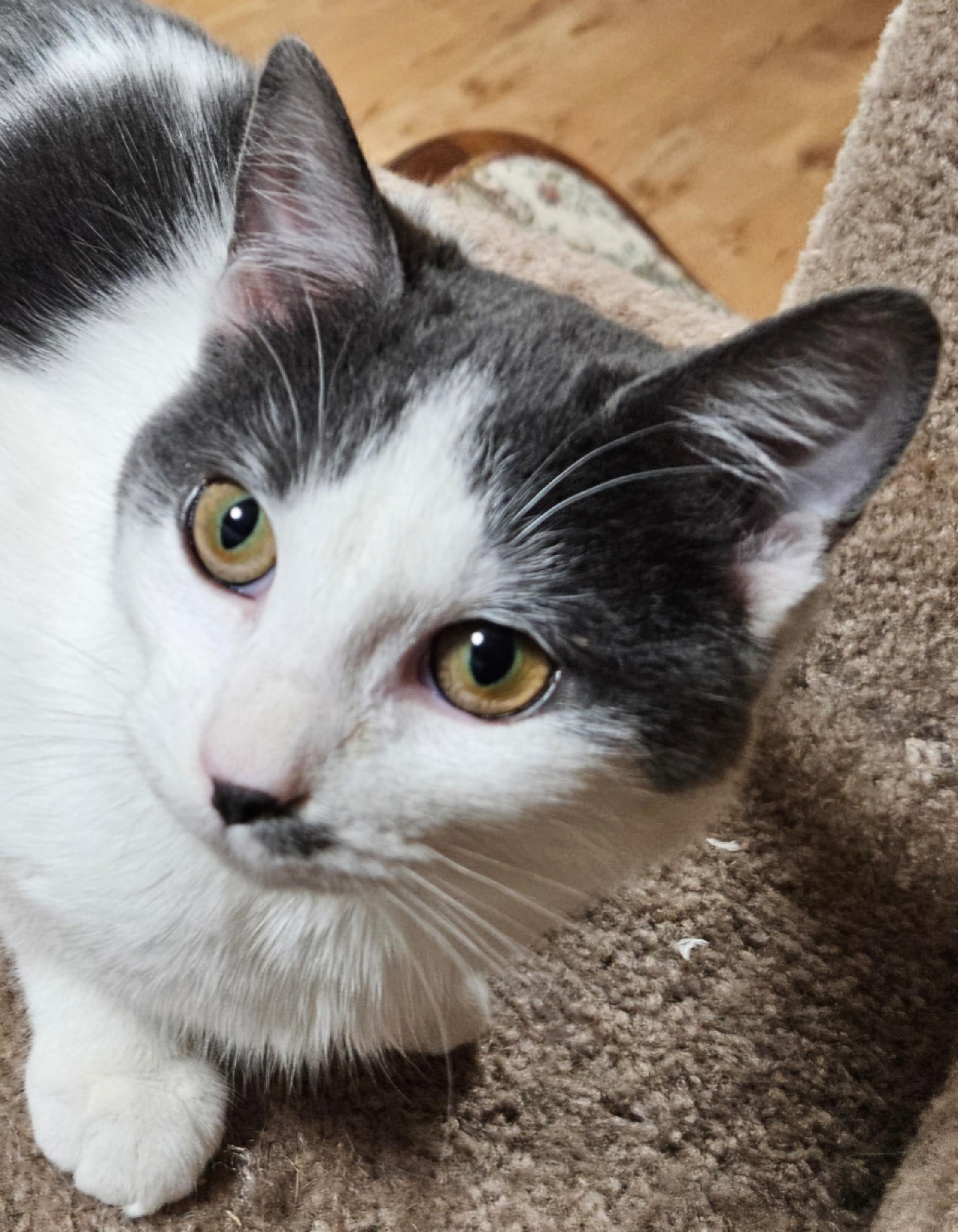 Enlarge Tabitha-FRIENDLY!, a ADOPTABLE mixed breed in Manchester, CT image 2/3