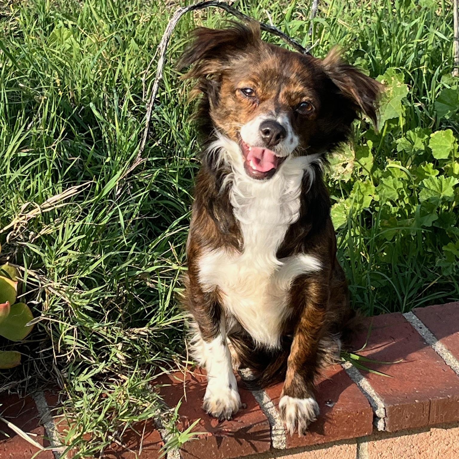 Koko, Young Female Papillon