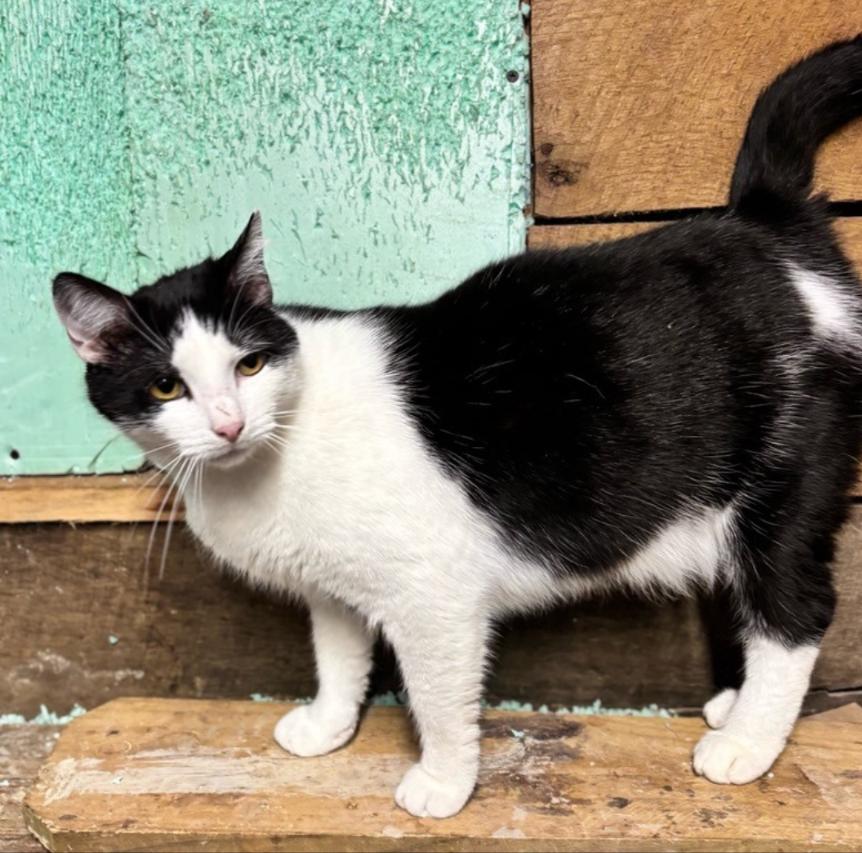 Biscuit, ADOPTABLE, Adult Male American Shorthair.