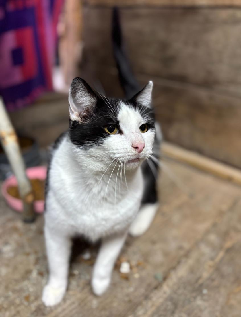 Biscuit — thumbnail 2