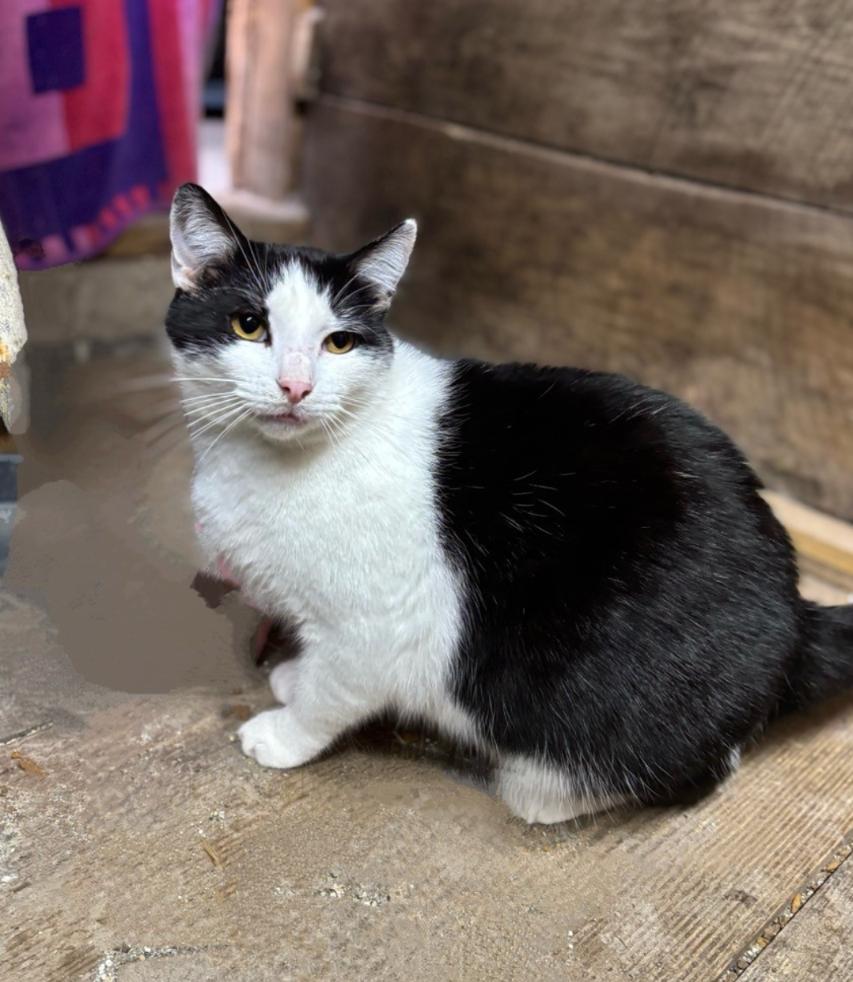 Enlarge Biscuit, a ADOPTABLE mixed breed in Concord, NC image 2/5