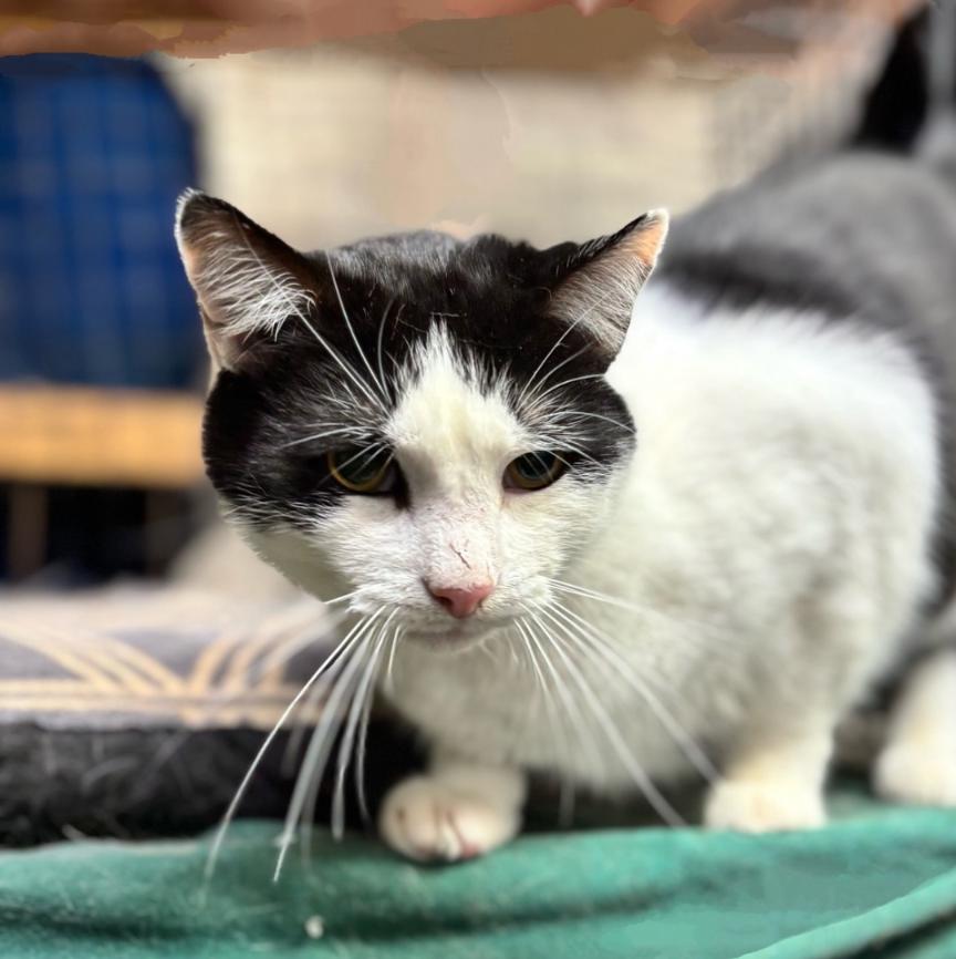 Enlarge Biscuit, a ADOPTABLE mixed breed in Concord, NC image 4/5