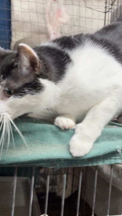 Enlarge Biscuit, a ADOPTABLE mixed breed in Concord, NC video 5/5