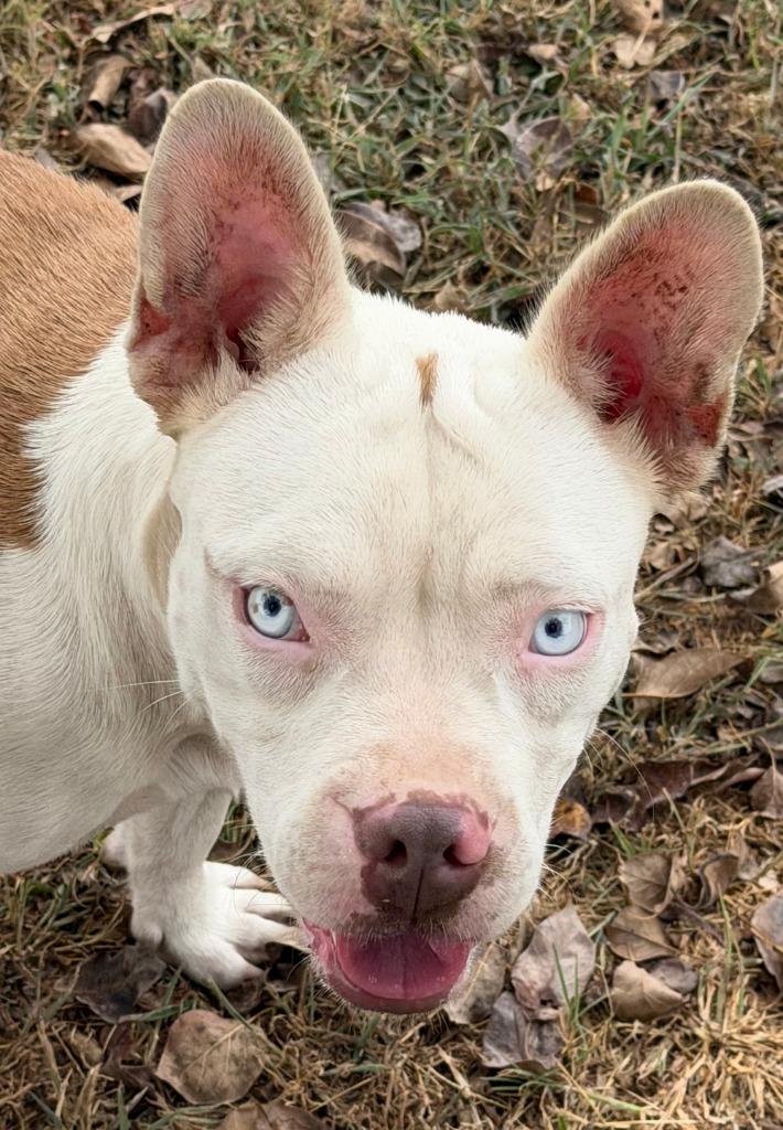 Enlarge Sydney, a Adoptable mixed breed in Farmersville, TX image 1/1