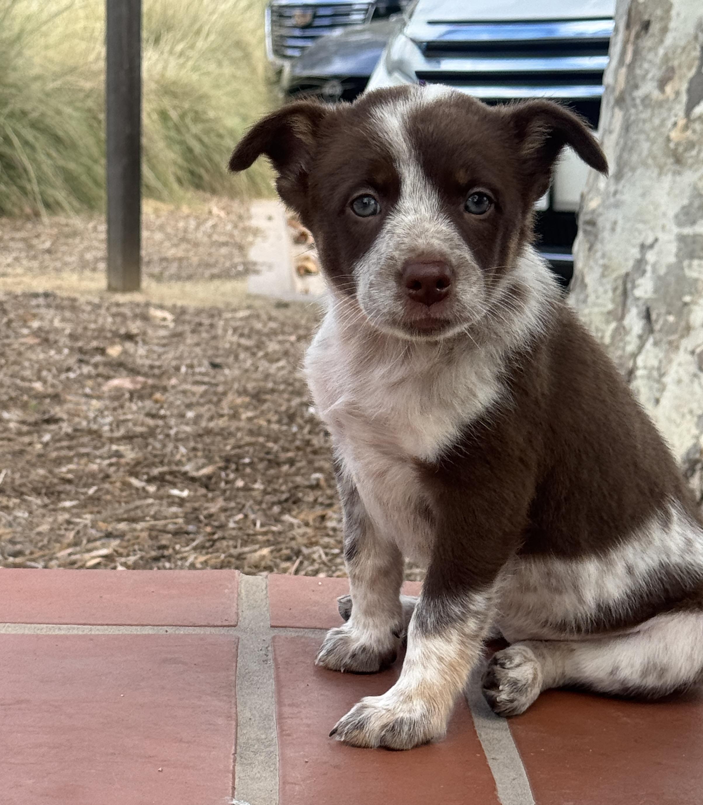 Enlarge Alabama, a Adopted mixed breed in Van Nuys, CA image 3/4