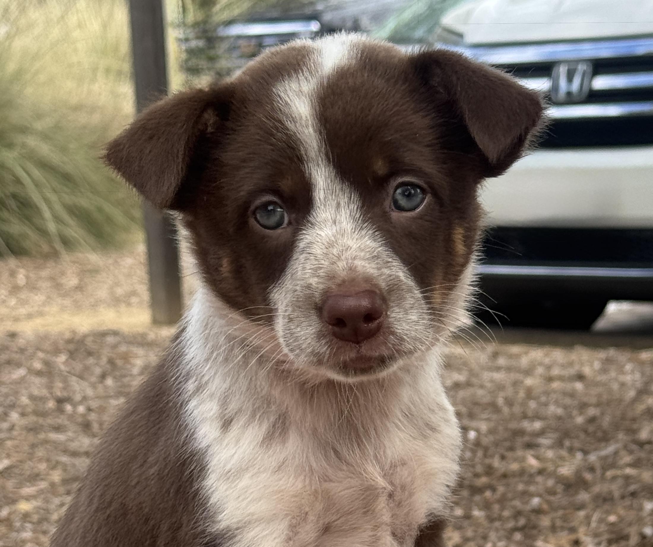 Enlarge Alabama, a Adopted mixed breed in Van Nuys, CA image 2/4