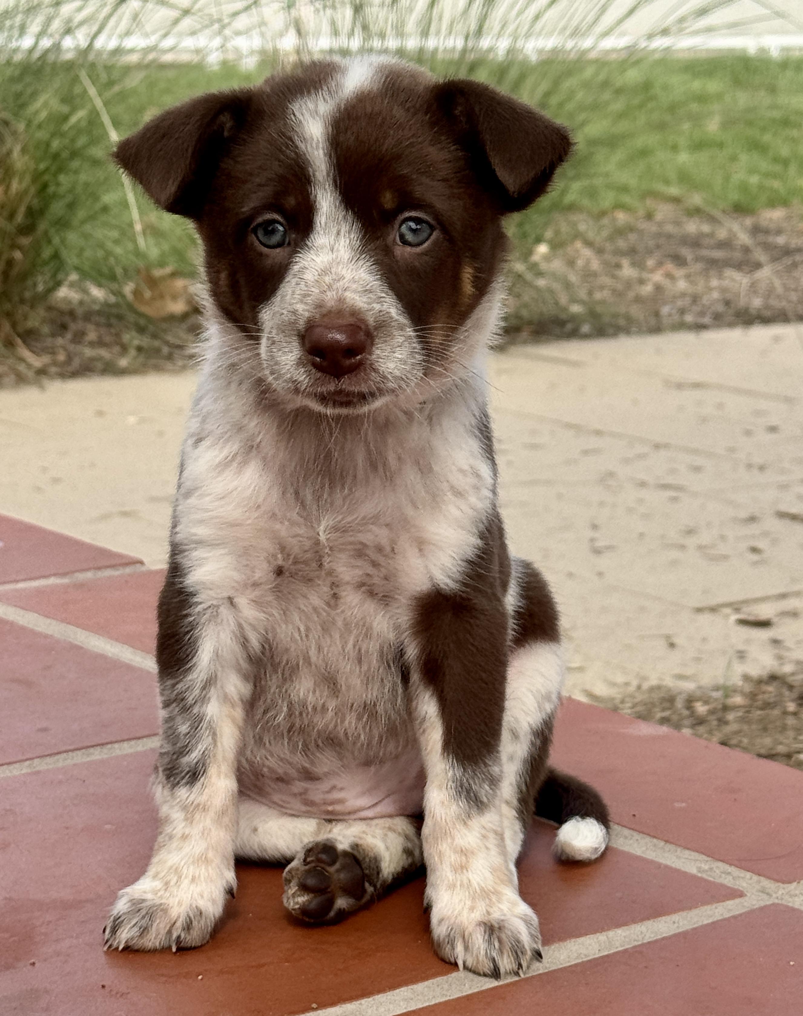 Enlarge Alabama, a Adopted mixed breed in Van Nuys, CA image 1/4
