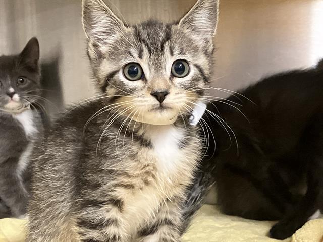 DAYTONA, Adoptable, Kitten Male Domestic Long Hair.