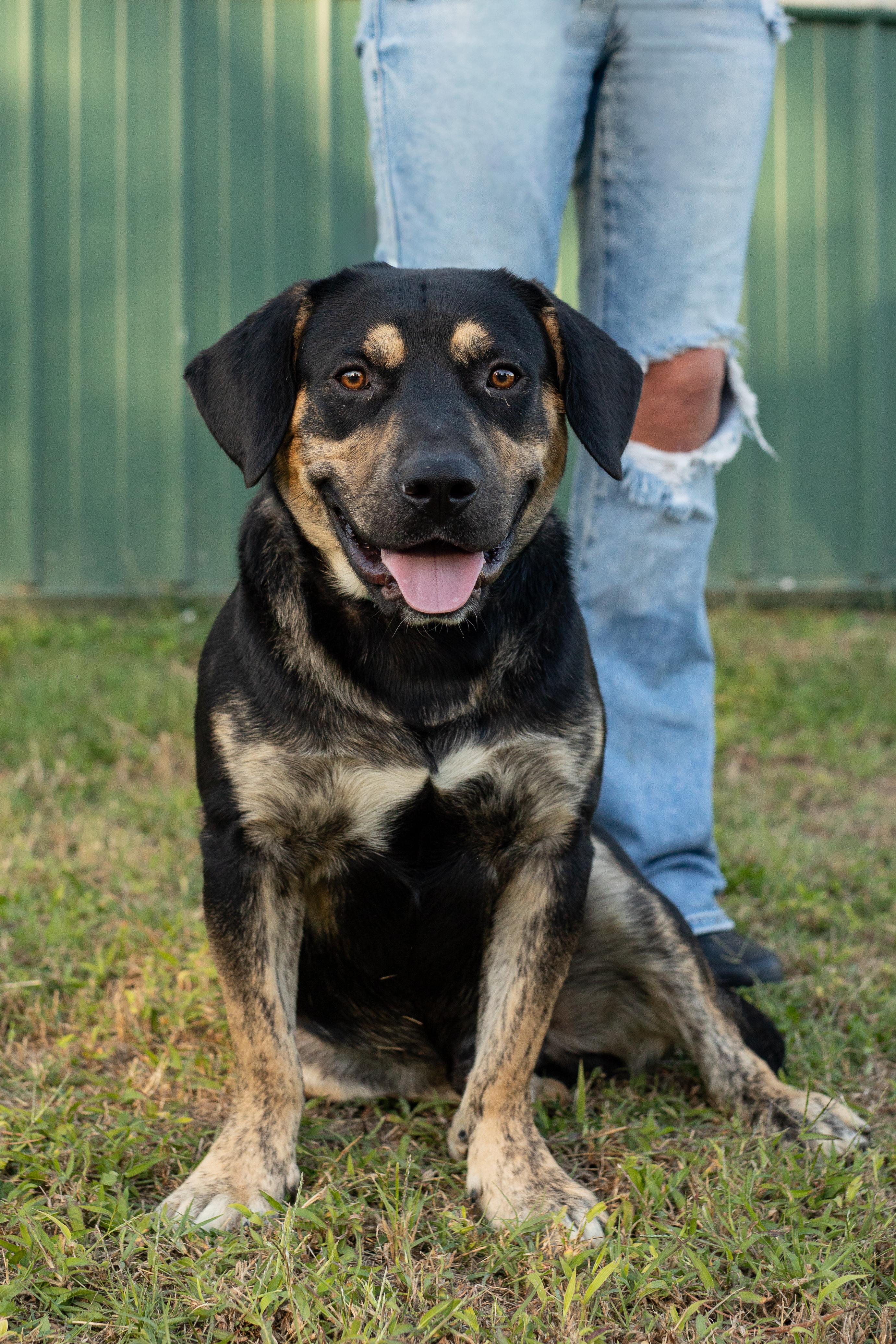 Rex, Adoptable, Young Male Basset Hound.