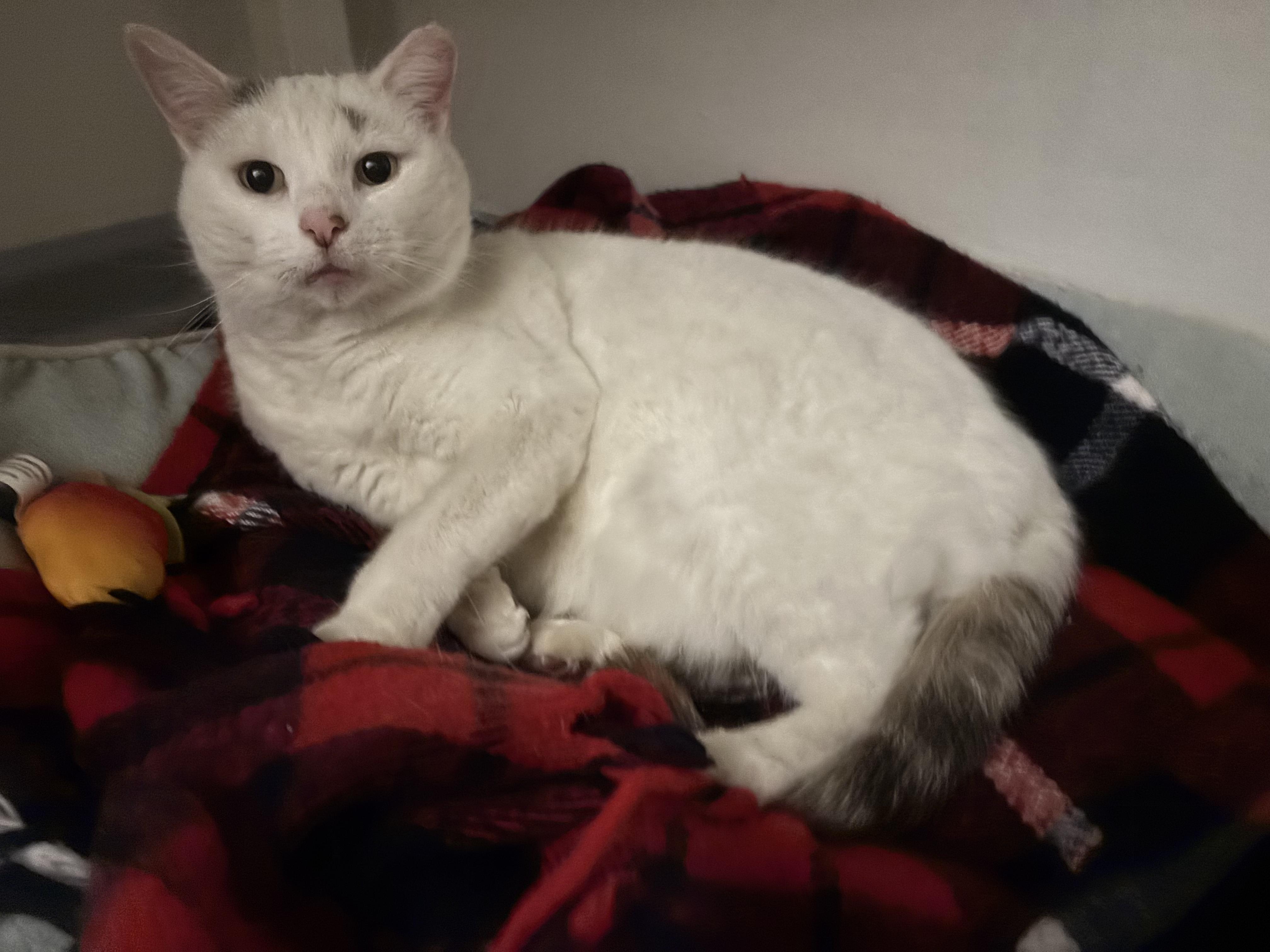 Enlarge Anna, a Adoptable Domestic Short Hair in Warminster, PA image 4/5