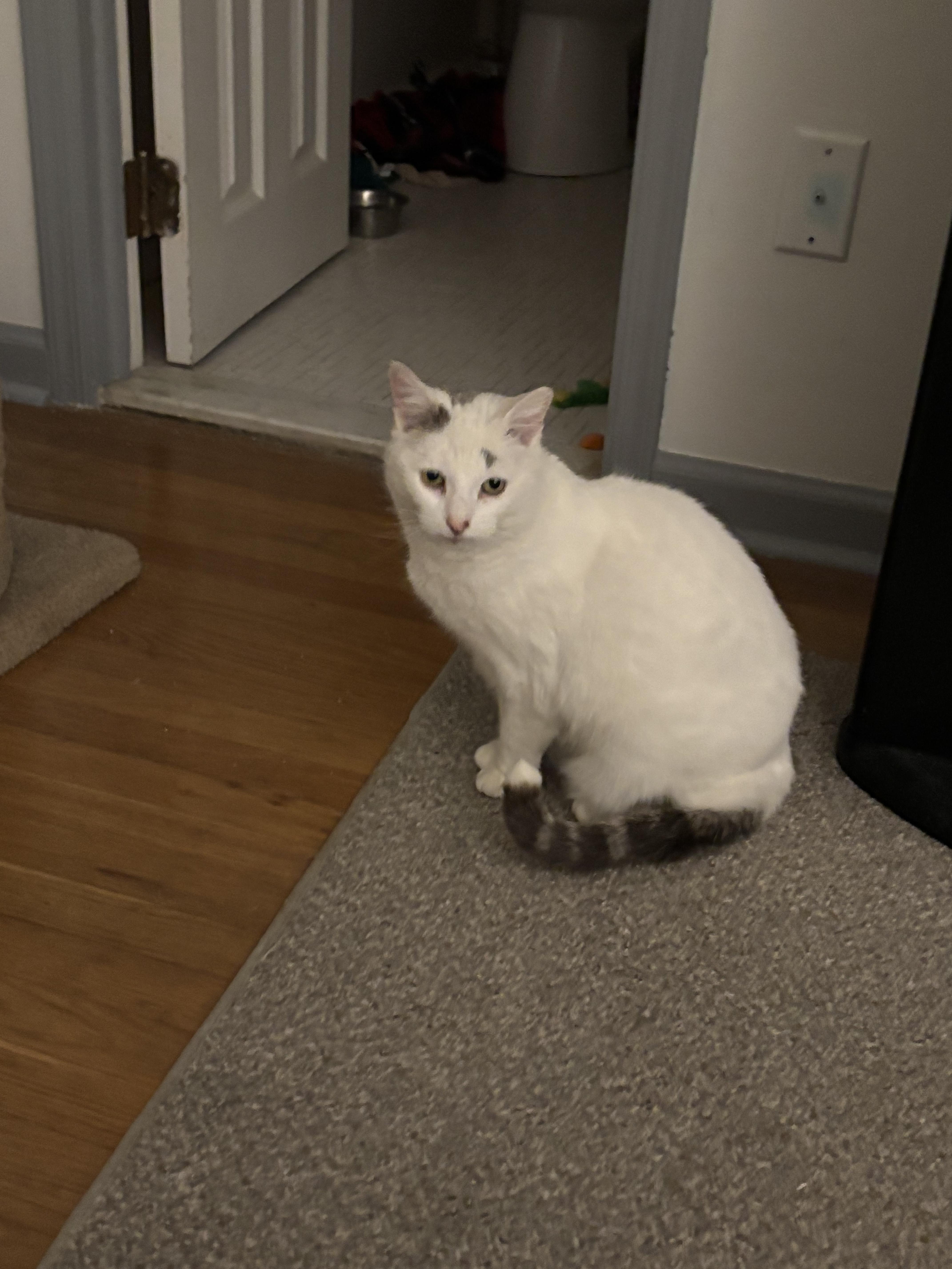 Enlarge Anna, a Adoptable Domestic Short Hair in Warminster, PA image 2/5