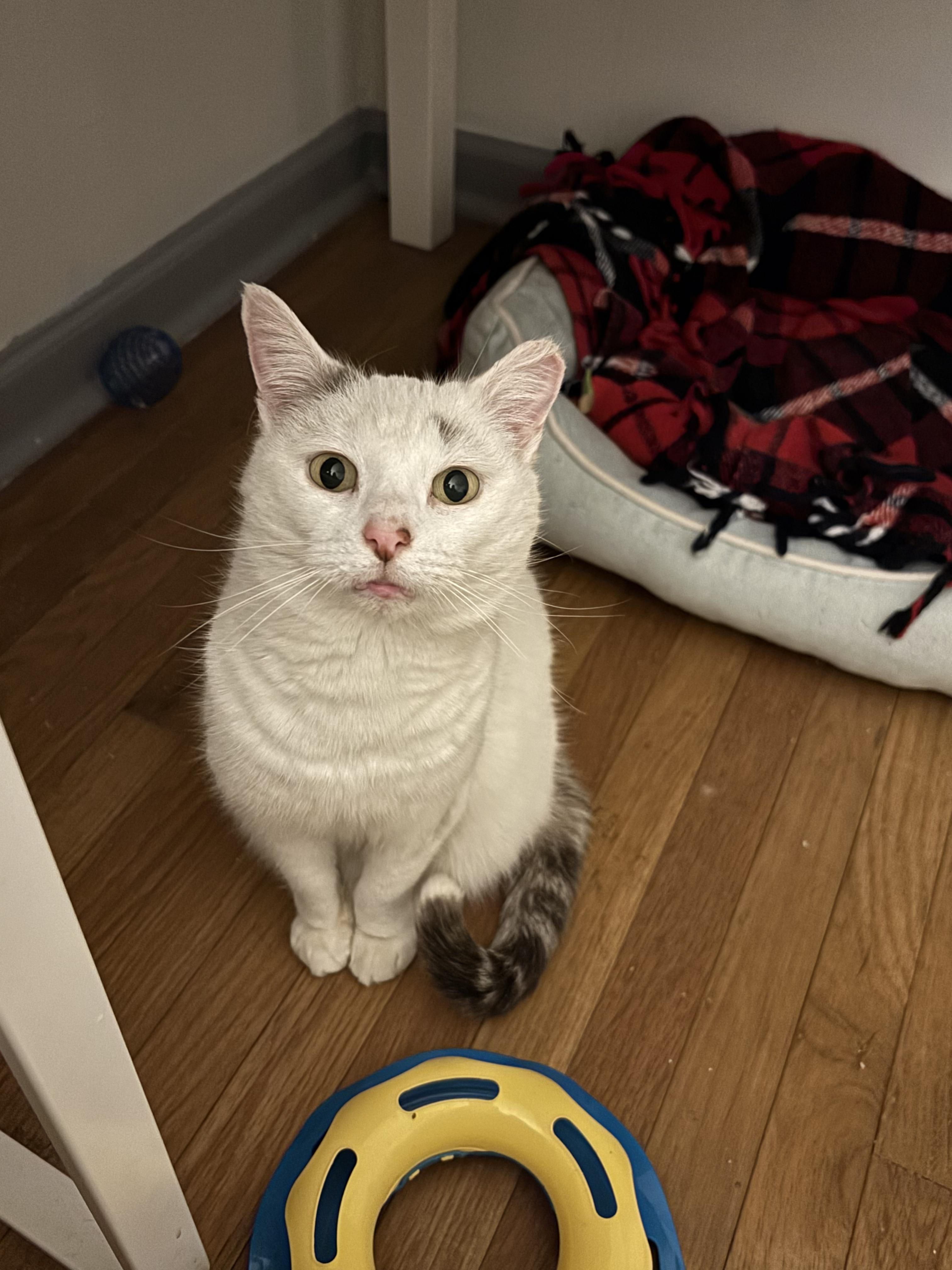 Anna, Adoptable, Adult Female Domestic Short Hair.