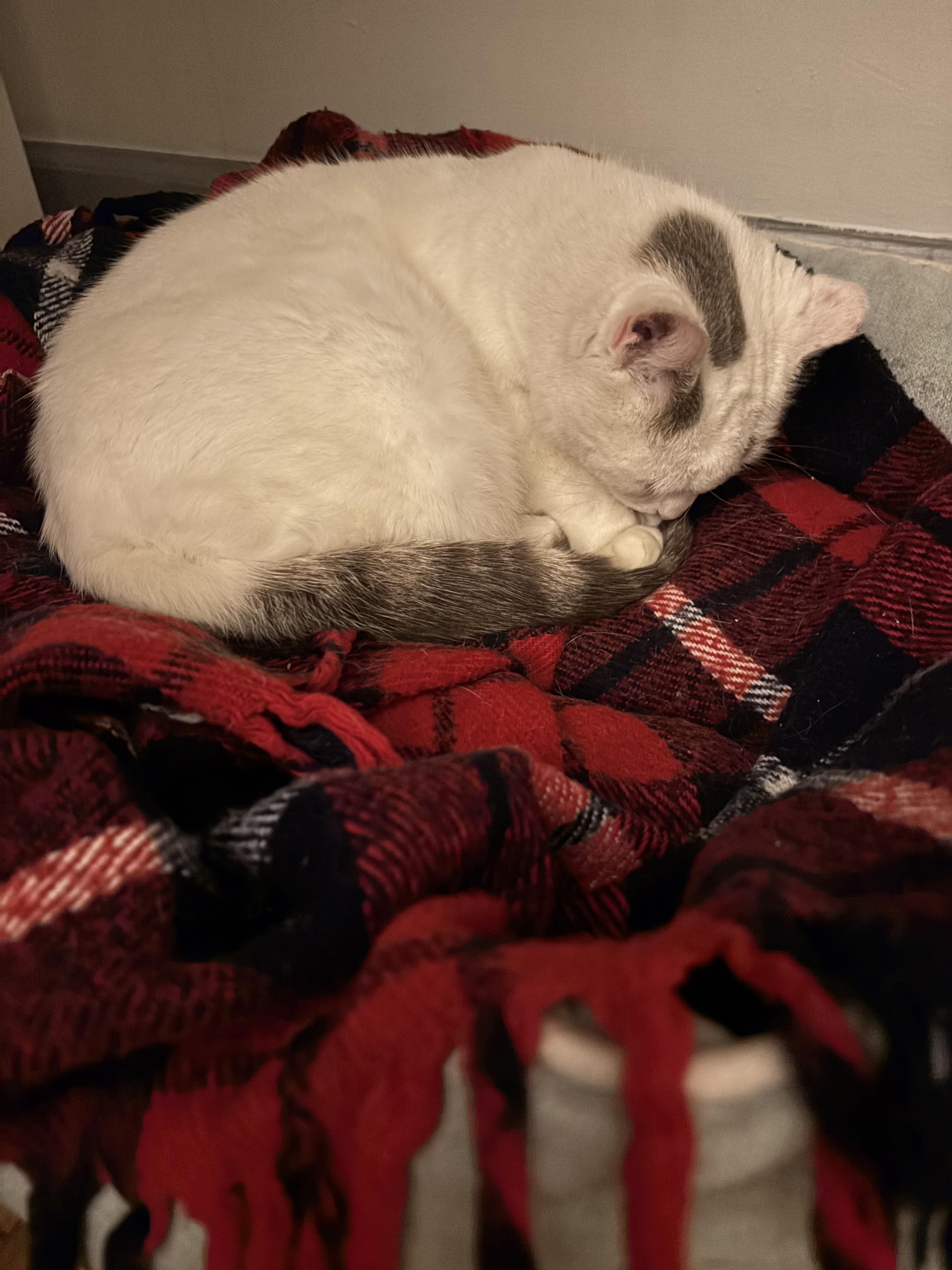 Enlarge Anna, a Adoptable Domestic Short Hair in Warminster, PA image 3/5