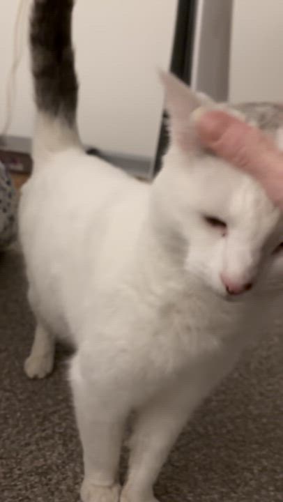 Enlarge Anna, a Adoptable Domestic Short Hair in Warminster, PA video 5/5