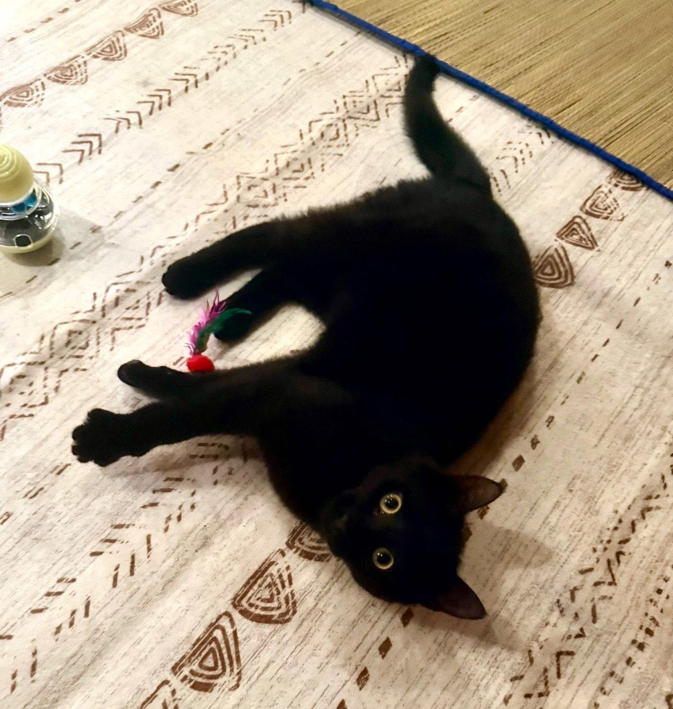 Ciurious Shadow, a Adoptable Domestic Short Hair in Coatesville, PA image 1/3