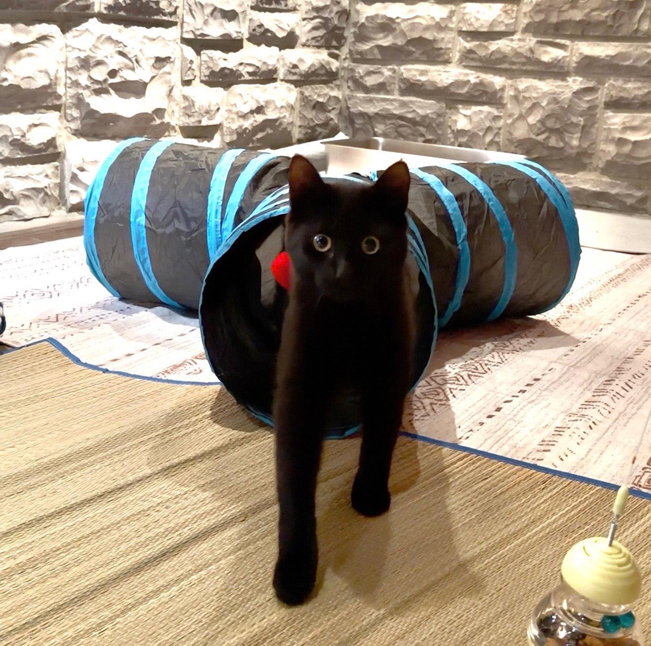 Ciurious Shadow, a Adoptable Domestic Short Hair in Coatesville, PA image 2/3