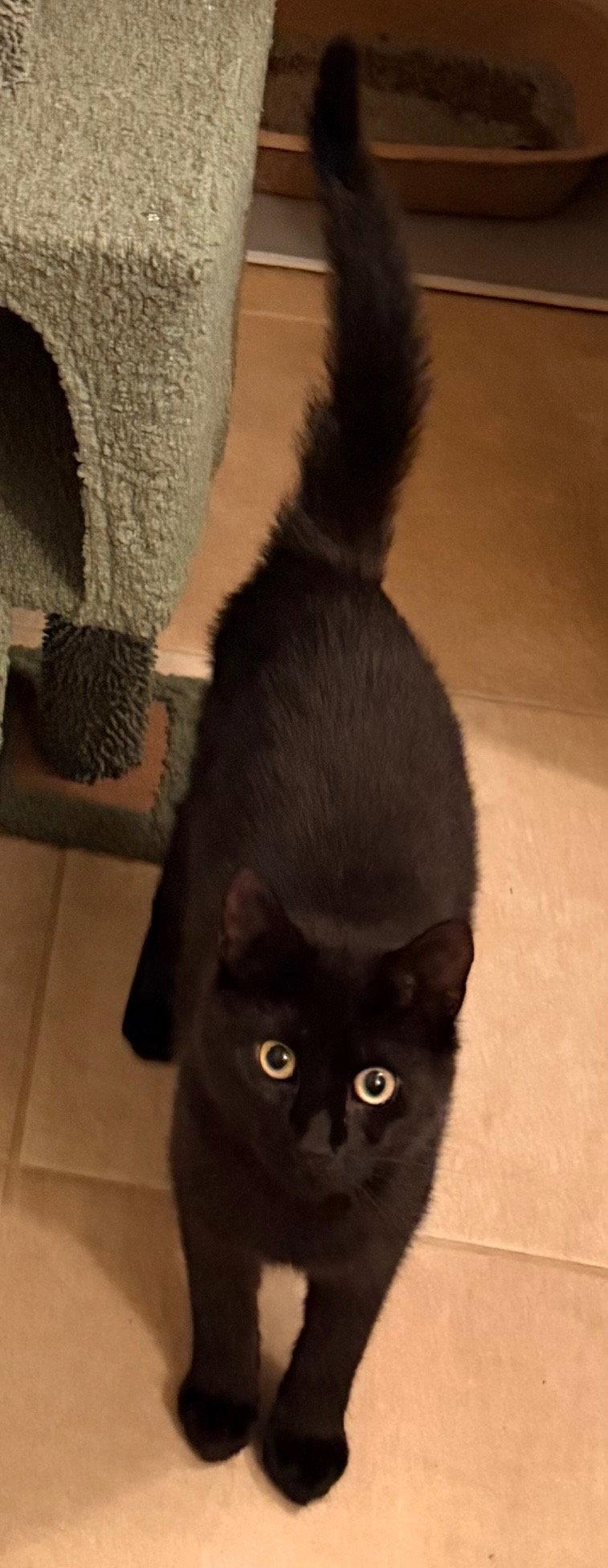 Ciurious Shadow, a Adoptable Domestic Short Hair in Coatesville, PA image 3/3