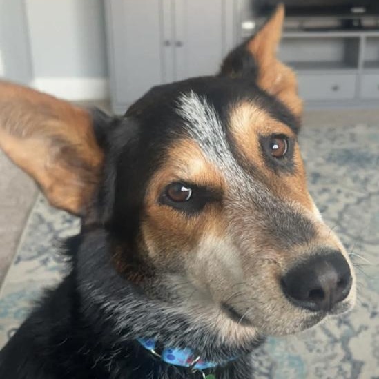 Enlarge Banjo, an adoptable mixed breed in Toledo, OH image 1/4