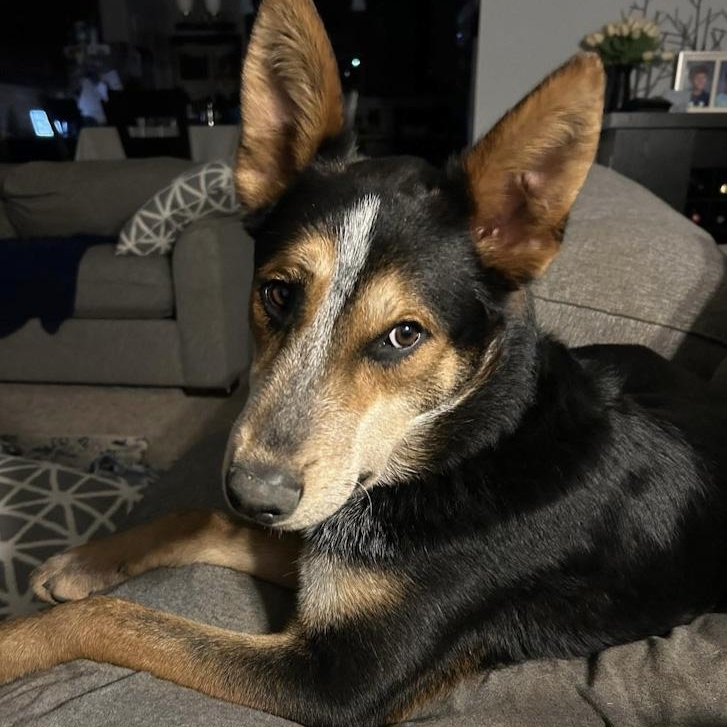 Enlarge Banjo, an adoptable mixed breed in Toledo, OH image 4/4