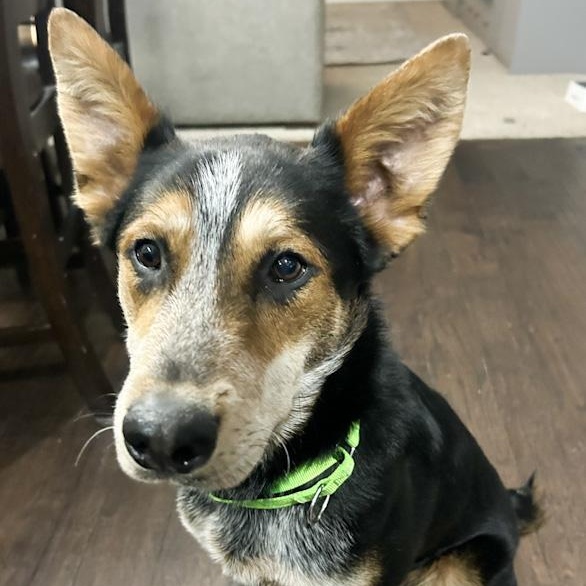 Banjo, a ADOPTABLE mixed breed in Toledo, OH image 1/2