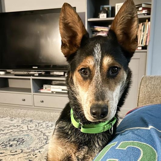 Banjo, a ADOPTABLE mixed breed in Toledo, OH image 2/2