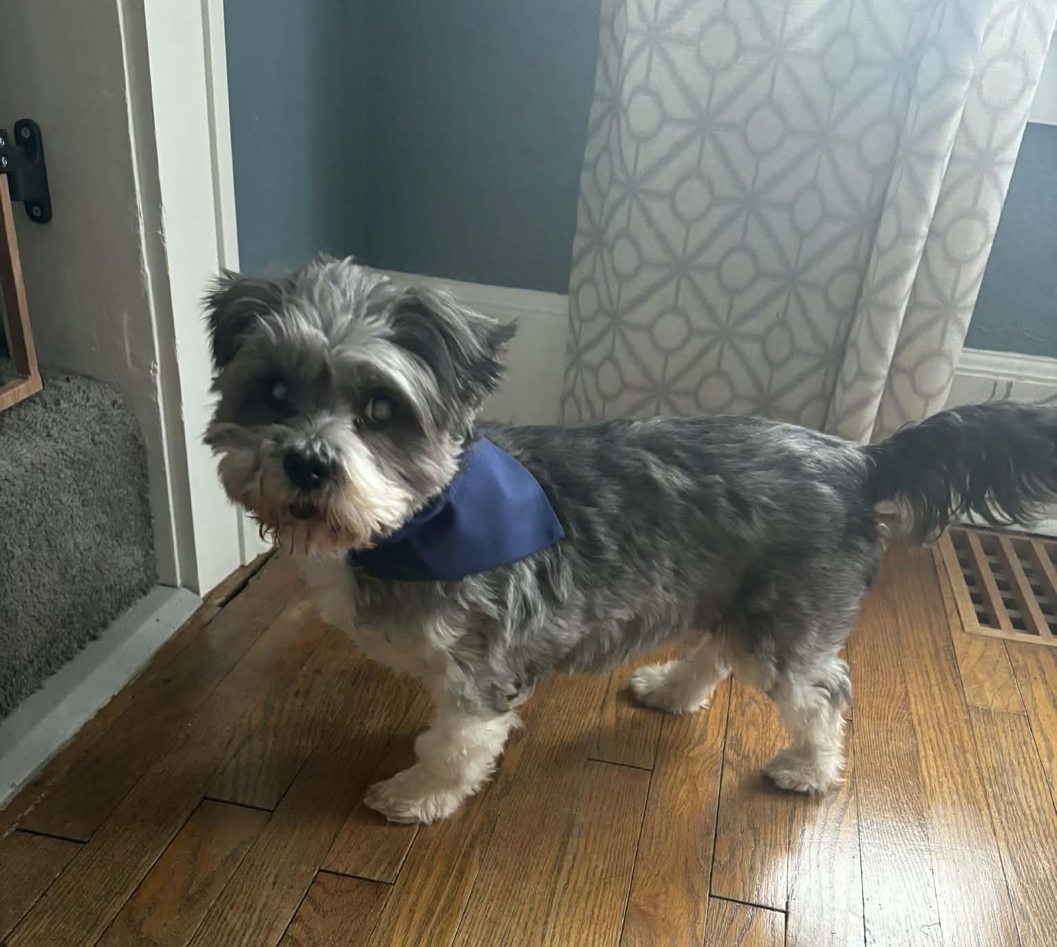 Enlarge Lovestruck, a ADOPTABLE mixed breed in Cedar Rapids, IA image 6/6