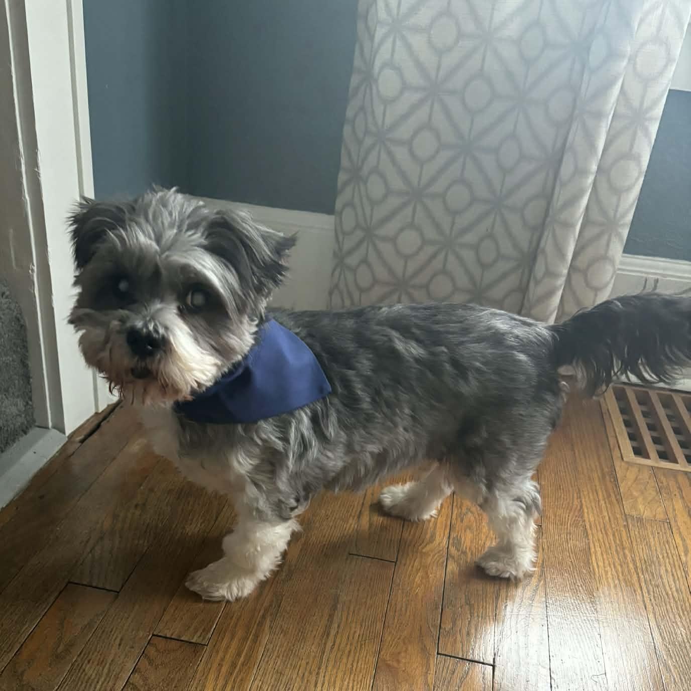 Enlarge Lovestruck, a ADOPTABLE mixed breed in Cedar Rapids, IA image 1/6