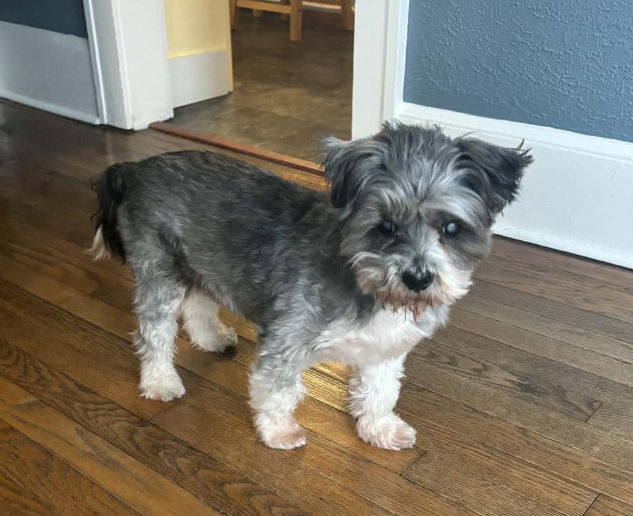 Enlarge Lovestruck, a ADOPTABLE mixed breed in Cedar Rapids, IA image 4/6