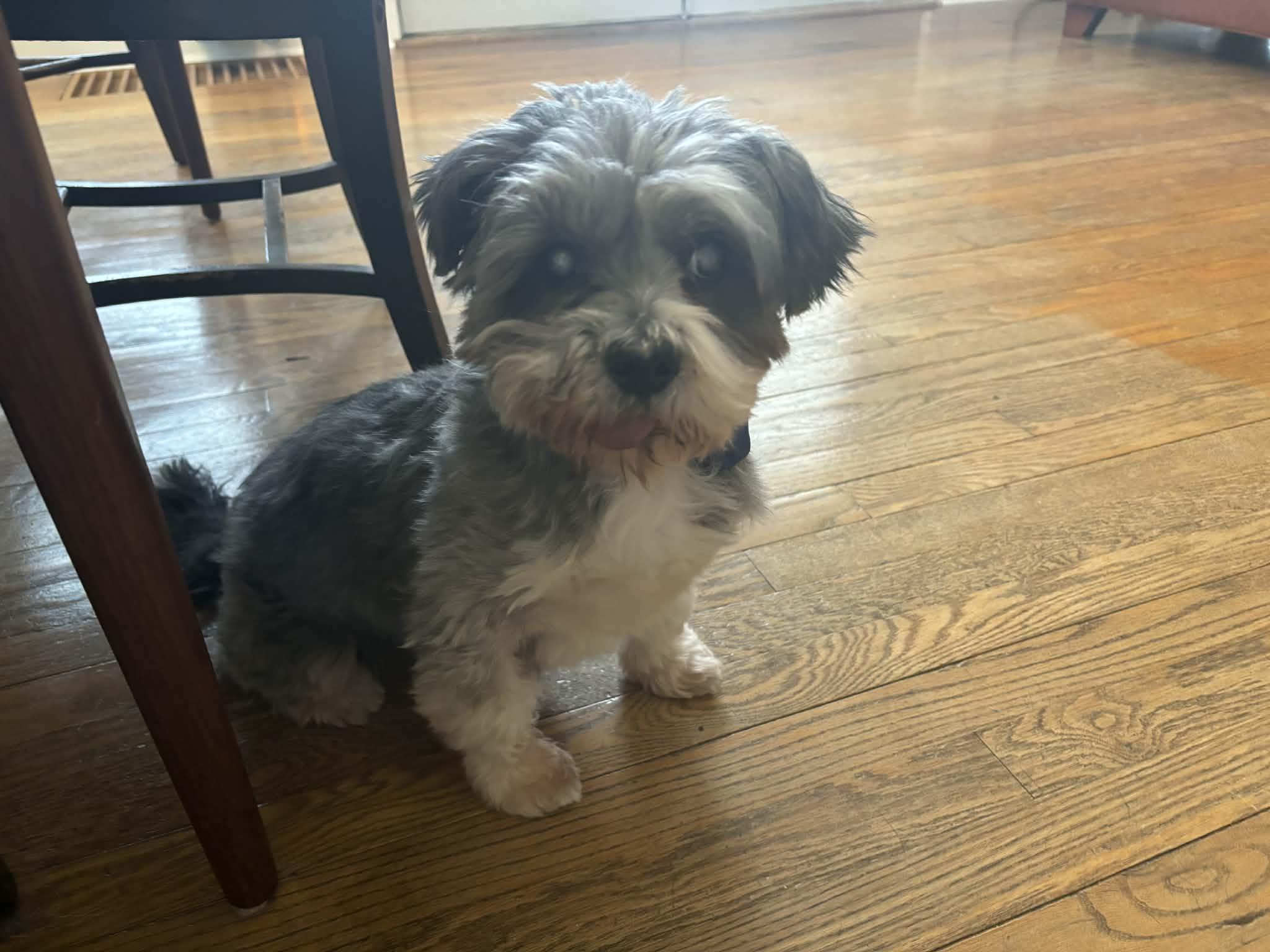 Enlarge Lovestruck, a ADOPTABLE mixed breed in Cedar Rapids, IA image 3/6