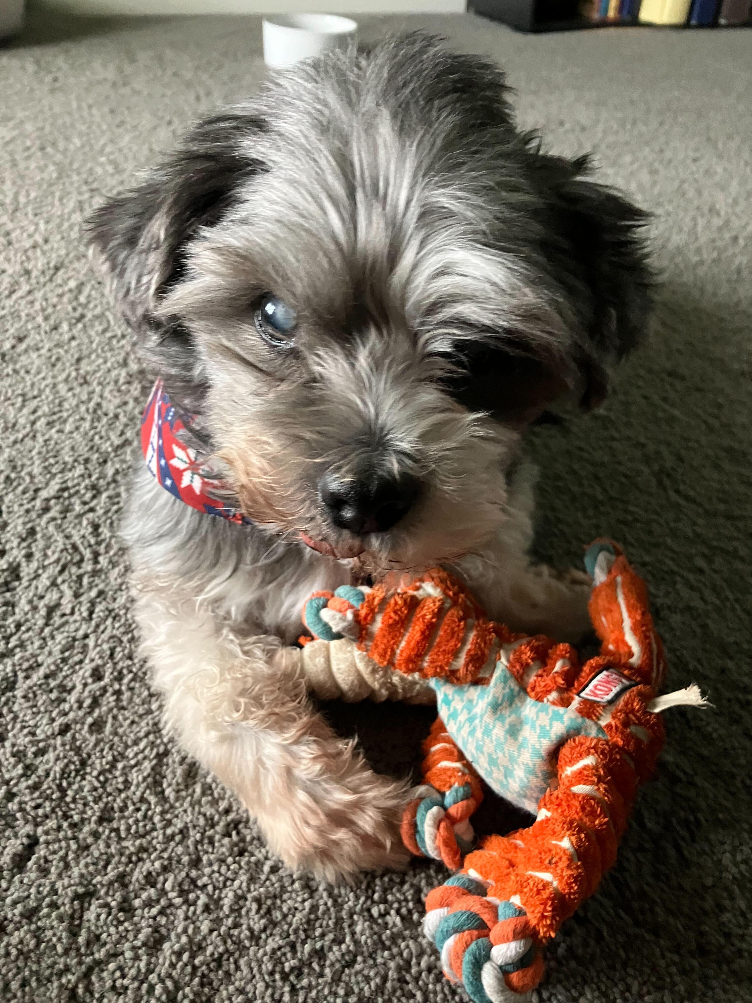 Lovestruck, ADOPTABLE, Senior Male Miniature Schnauzer.