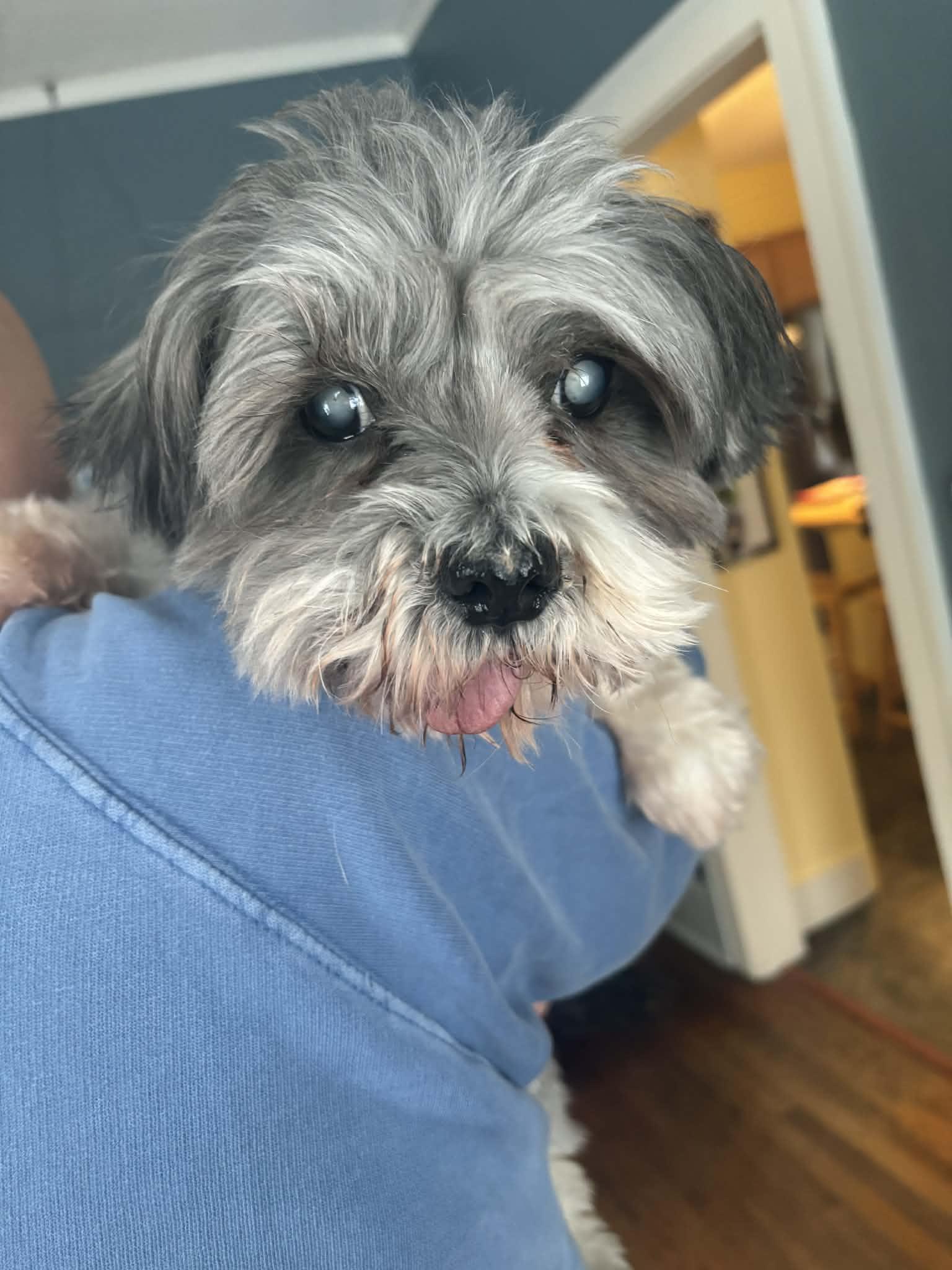 Enlarge Lovestruck, a ADOPTABLE mixed breed in Cedar Rapids, IA image 5/6