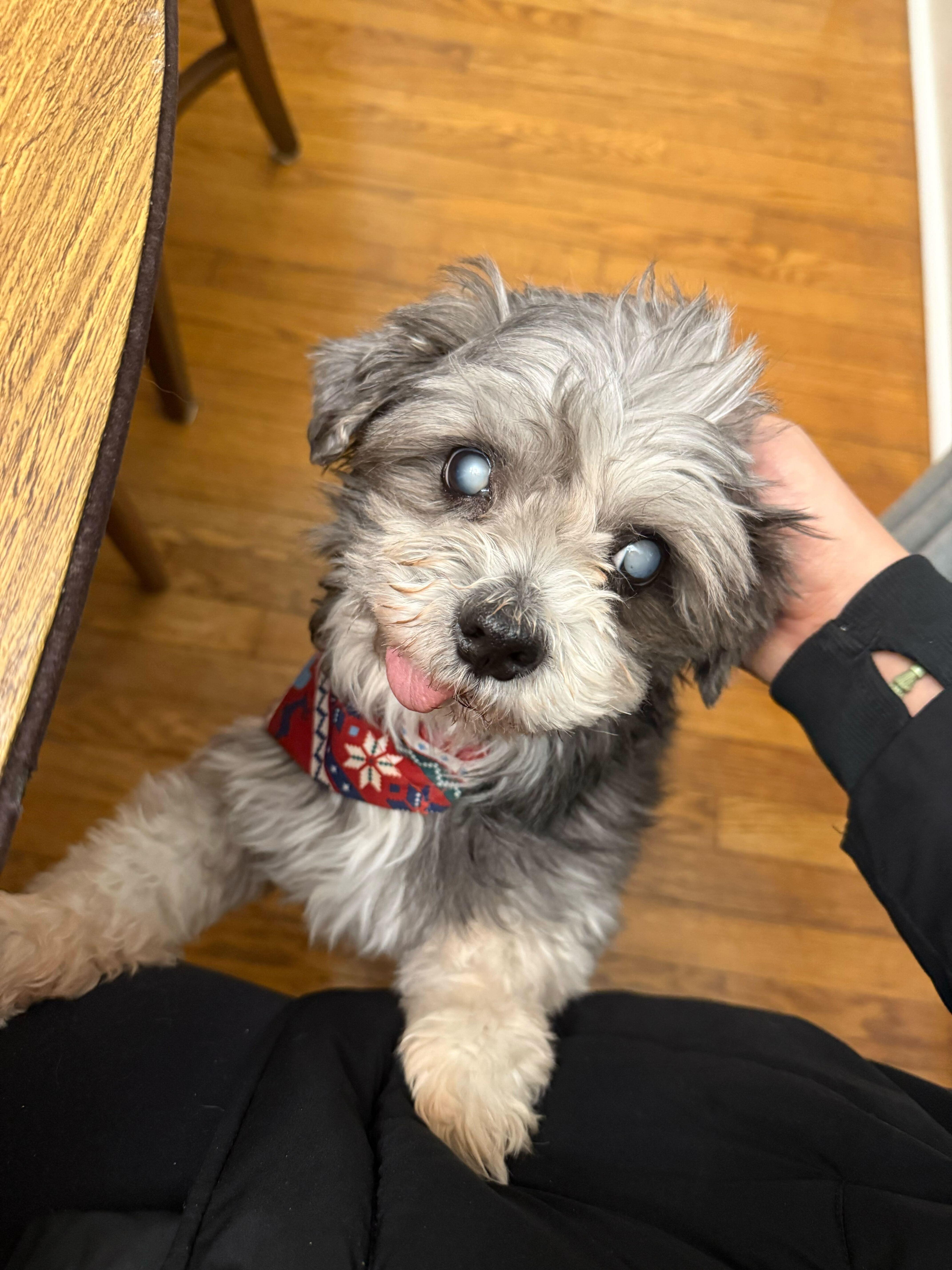 Enlarge Lovestruck, a ADOPTABLE mixed breed in Cedar Rapids, IA image 2/2