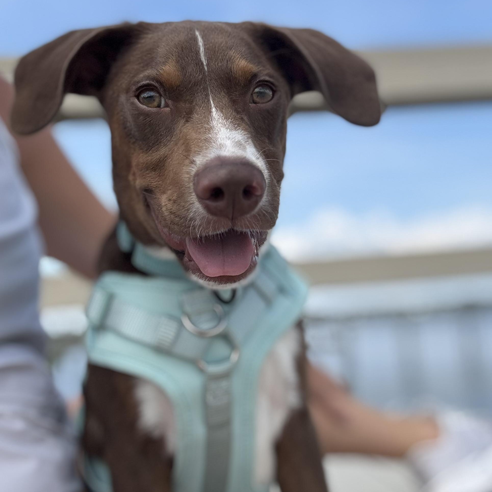 Enlarge Wells, a ADOPTABLE mixed breed in Wando, SC image 6/6