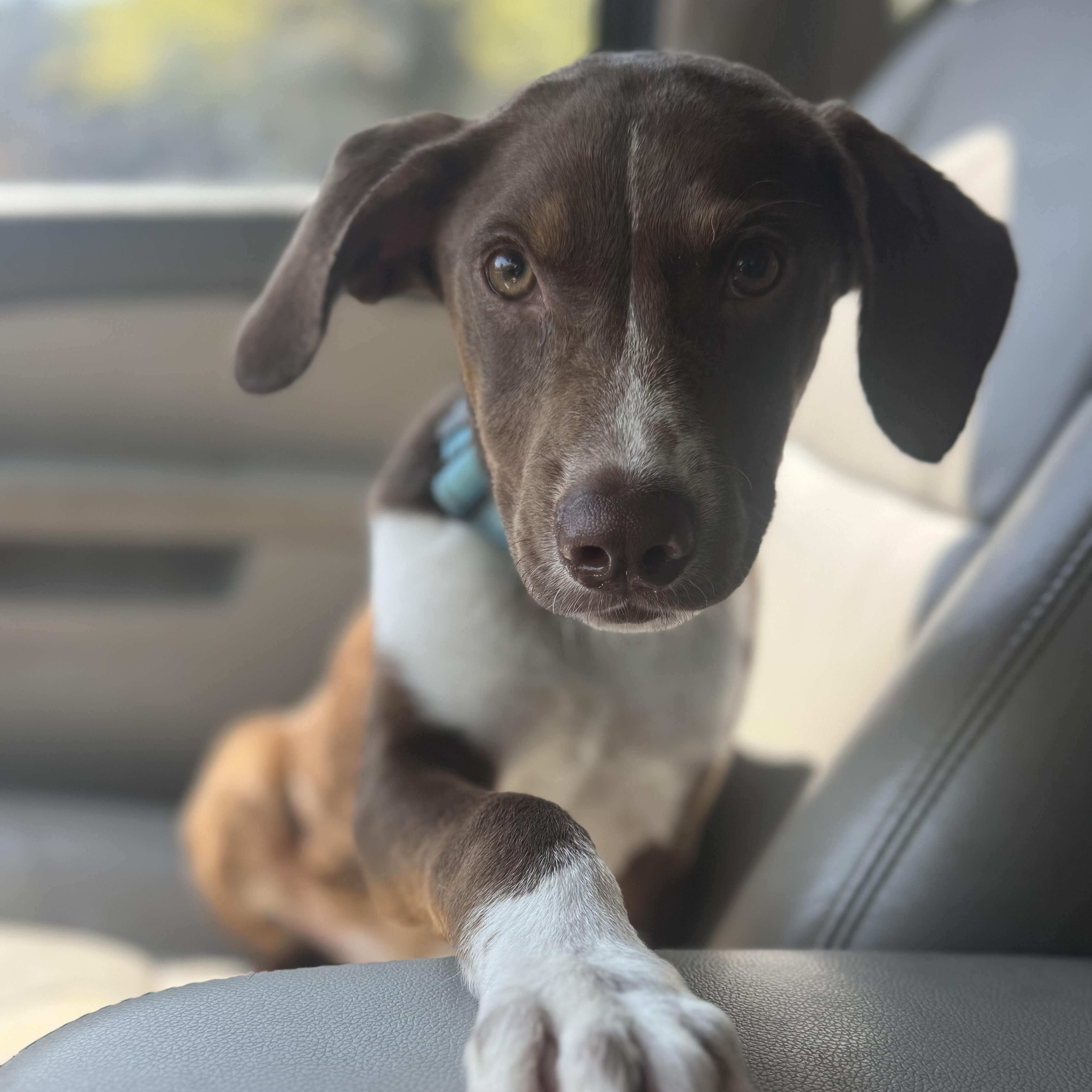 Enlarge Wells, a ADOPTABLE mixed breed in Wando, SC image 4/6
