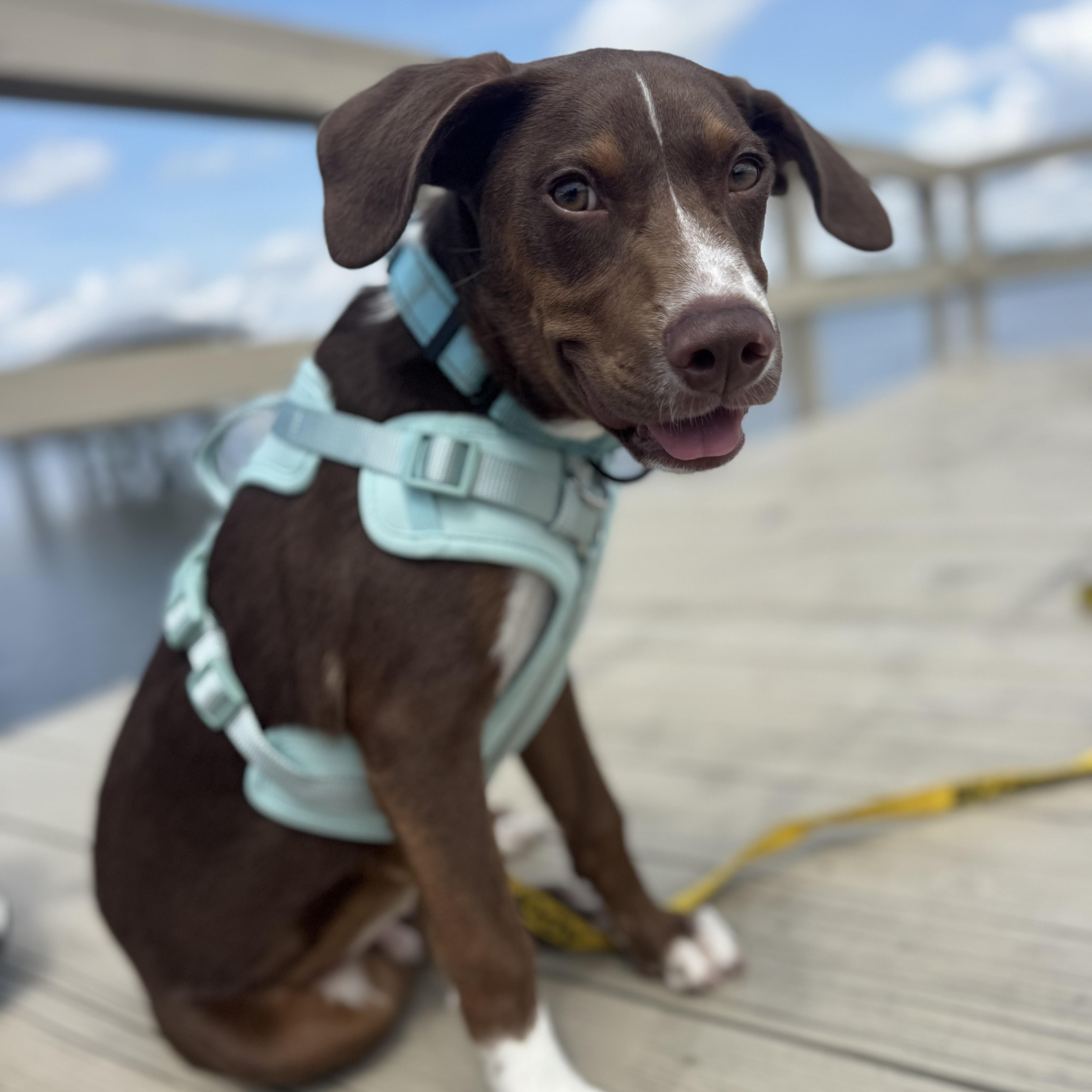 Wells, ADOPTABLE, Puppy Male Labrador Retriever.