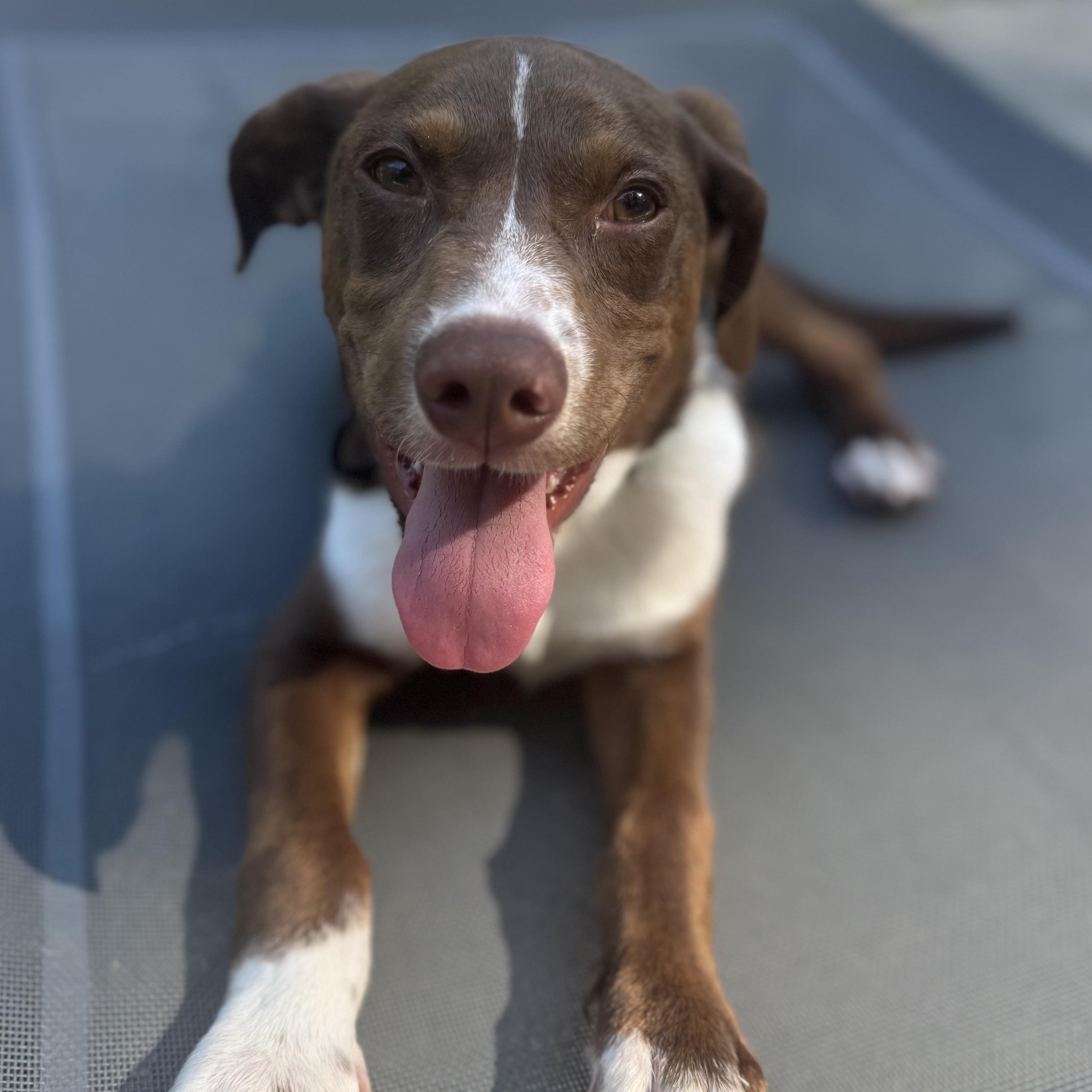 Enlarge Wells, a ADOPTABLE mixed breed in Wando, SC image 2/6