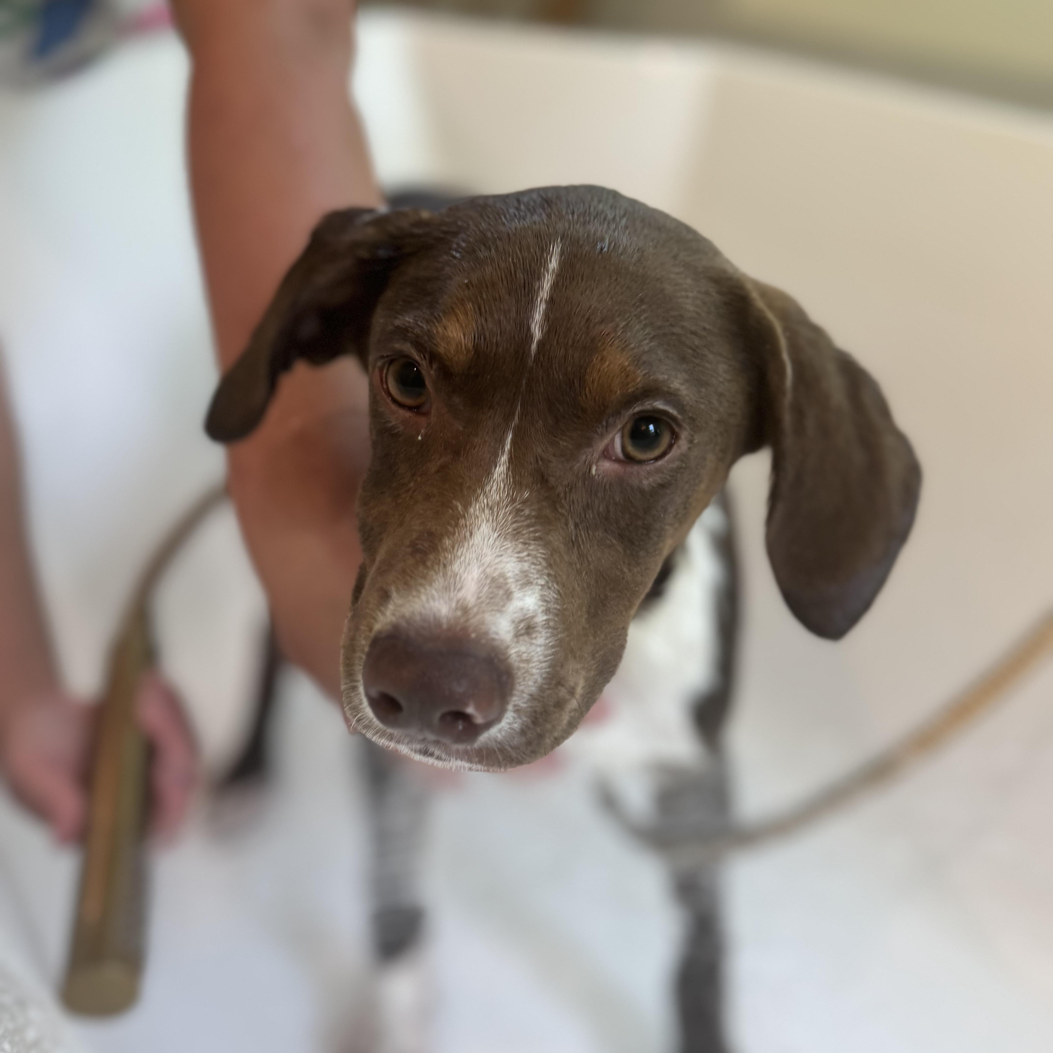 Enlarge Wells, a ADOPTABLE mixed breed in Wando, SC image 5/6